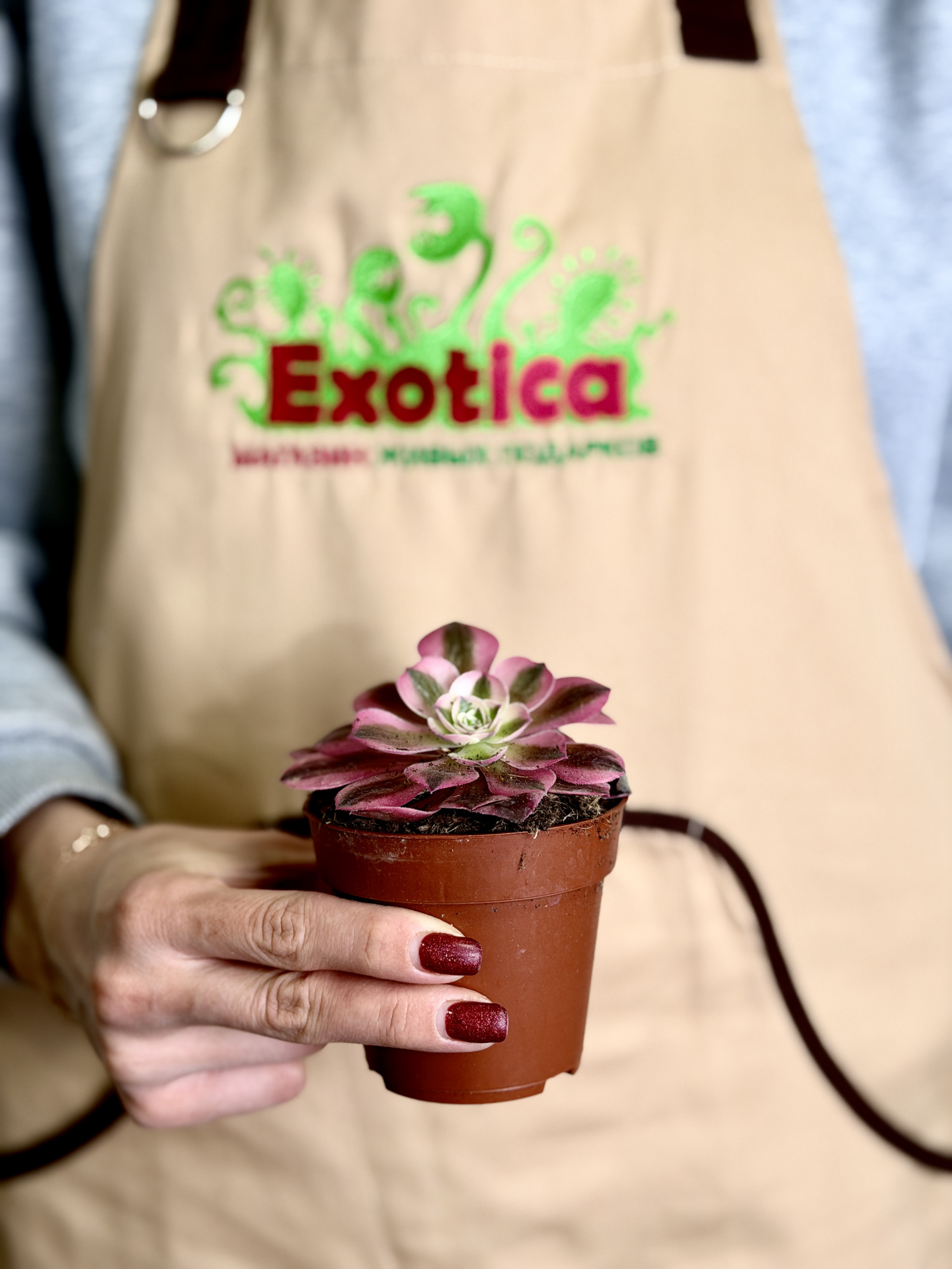 Эониум Ред Коппер (Aeonium Red Copper) D8,5см