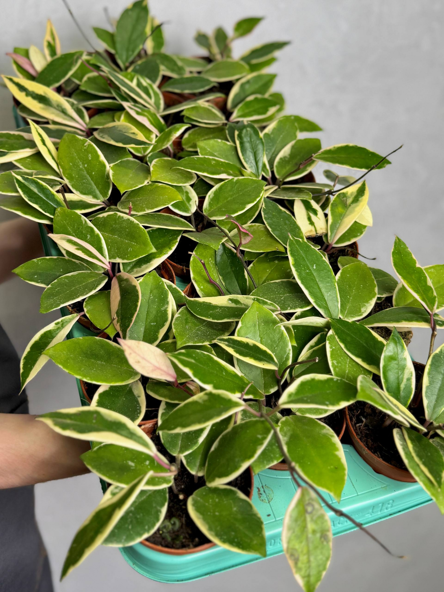 Хойя Фламинго Дрим (Hoya Flamingo Dream) D9см