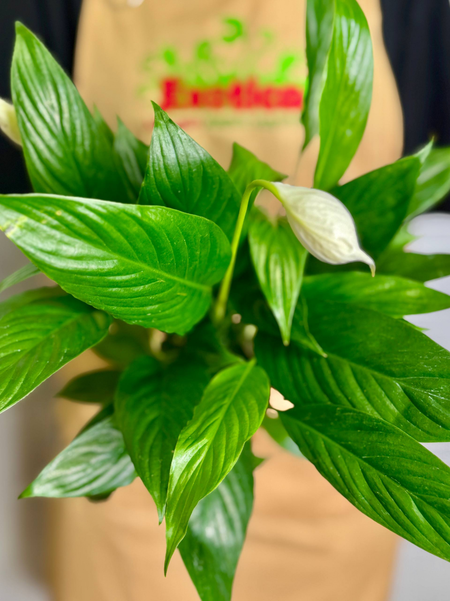 Спатифиллум Сенсация (Spathiphyllum Sensation) D9см