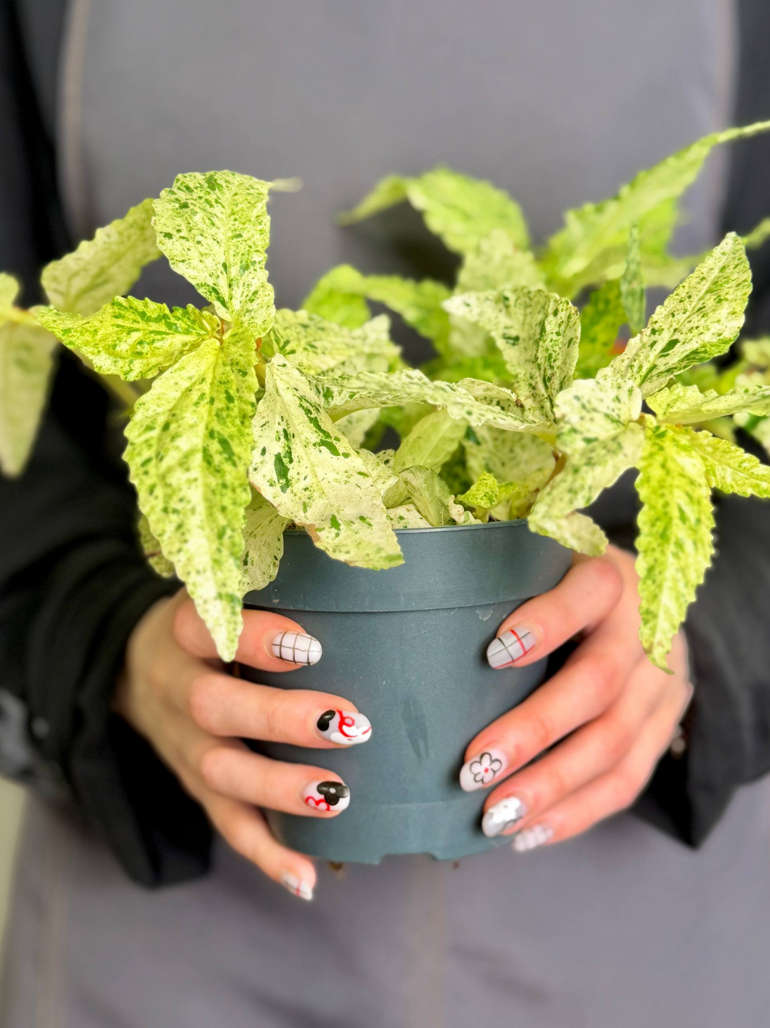 Пеллиония Ползучая Вариегатная (Pellionia Repens Variegata) D12см