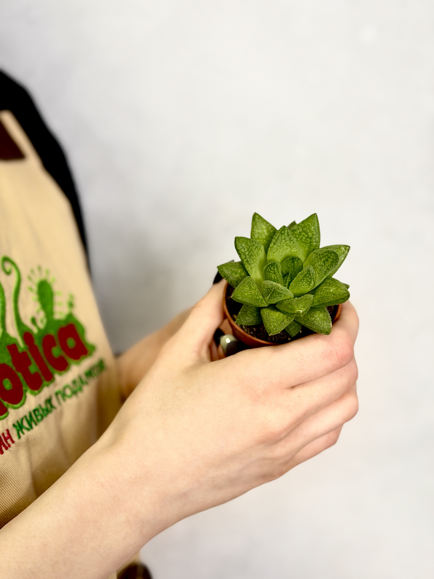 Хавортия Тургида (Haworthia Turgida) D5см