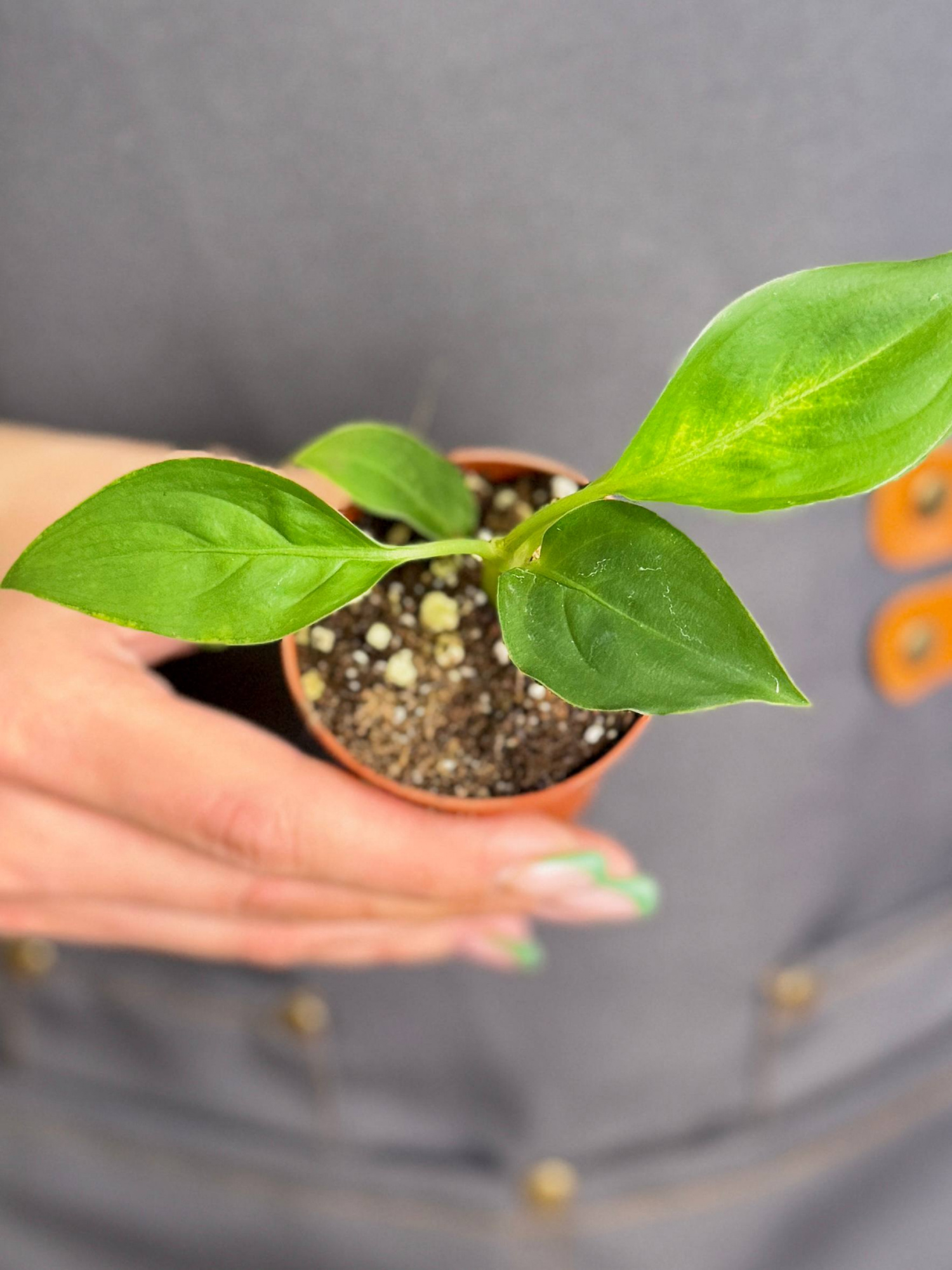 Диффенбахия Тропик Марианна (Dieffenbachia Tropic Marianne) D6см