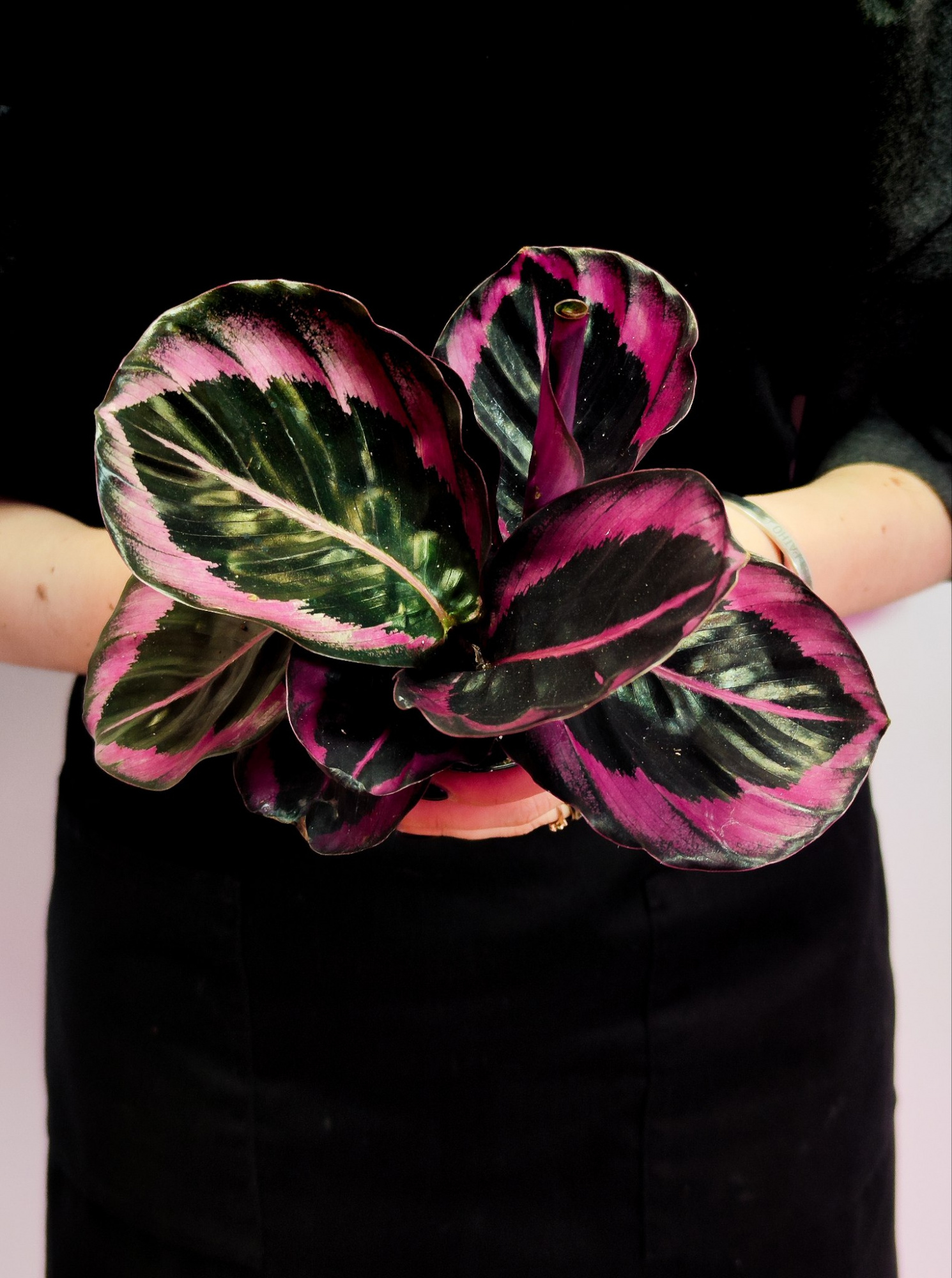 Калатея Розеопикта Джесси (Calathea Roseopicta Jessy) D6см