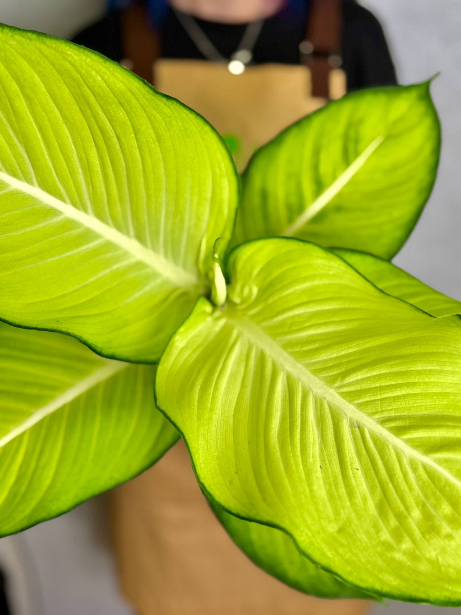 Диффенбахия Тропик Марианна (Dieffenbachia Tropic Marianne) D15см