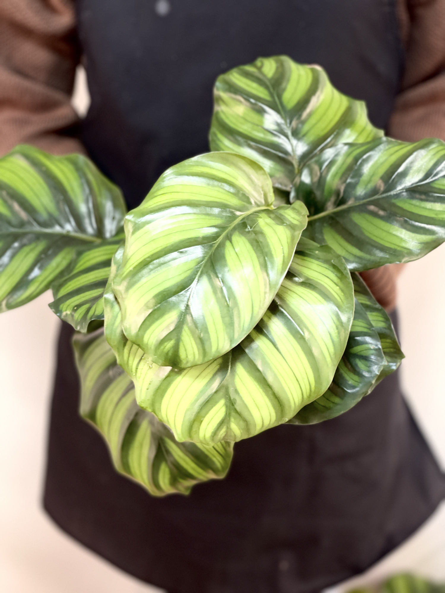 Калатея Фасциата (Calathea Fasciata) D14см