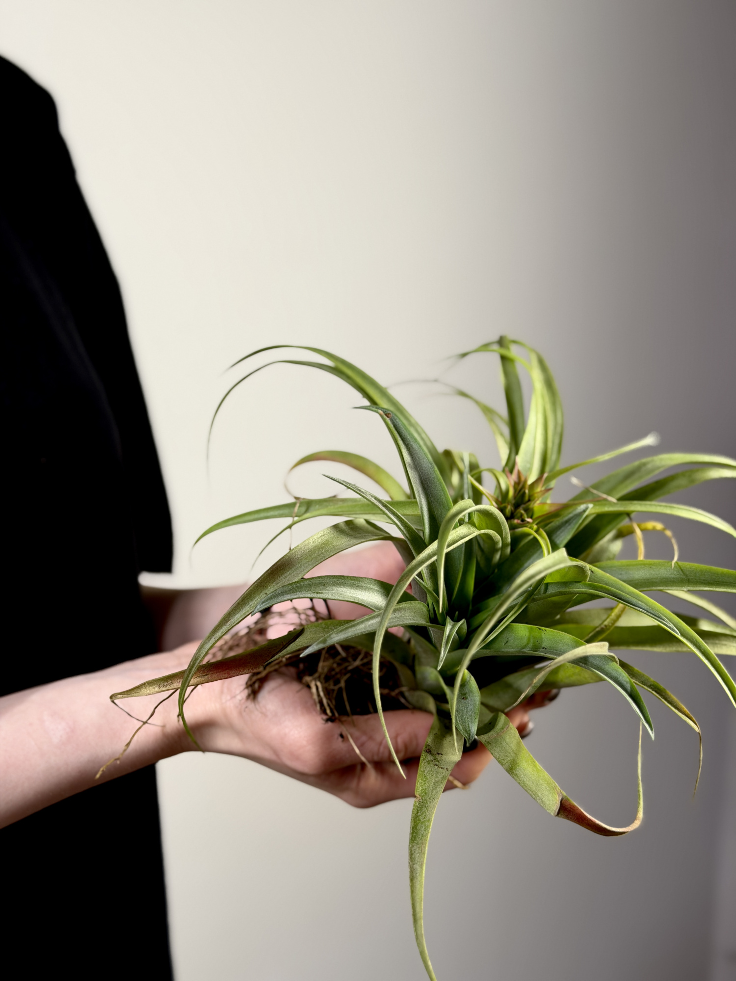 Тилландсия Рубра Капитата XL (Tillandsia Rubra Capitata XL)