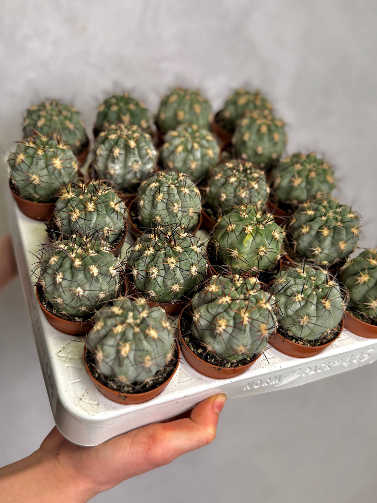Гимнокалициум Сизый Феррари, или Гимнокалициум Глаукум (Gymnocalycium Glaucum) D5см