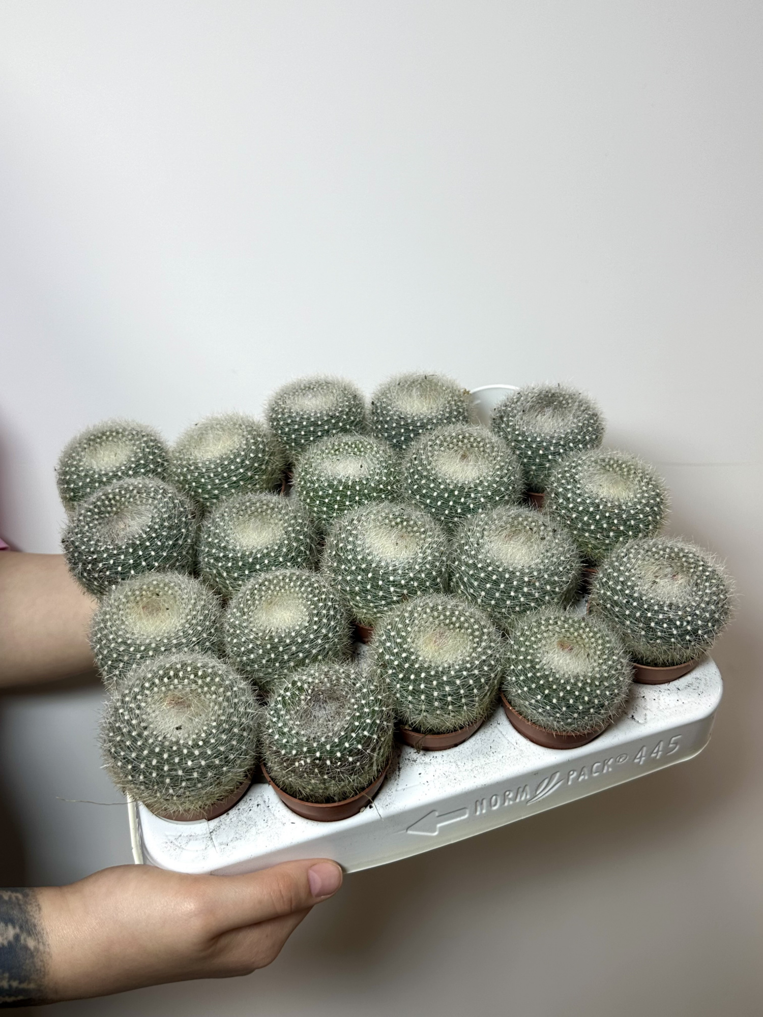 Нотокактус Хазельберга (Notocactus Hasselbergii) D5см