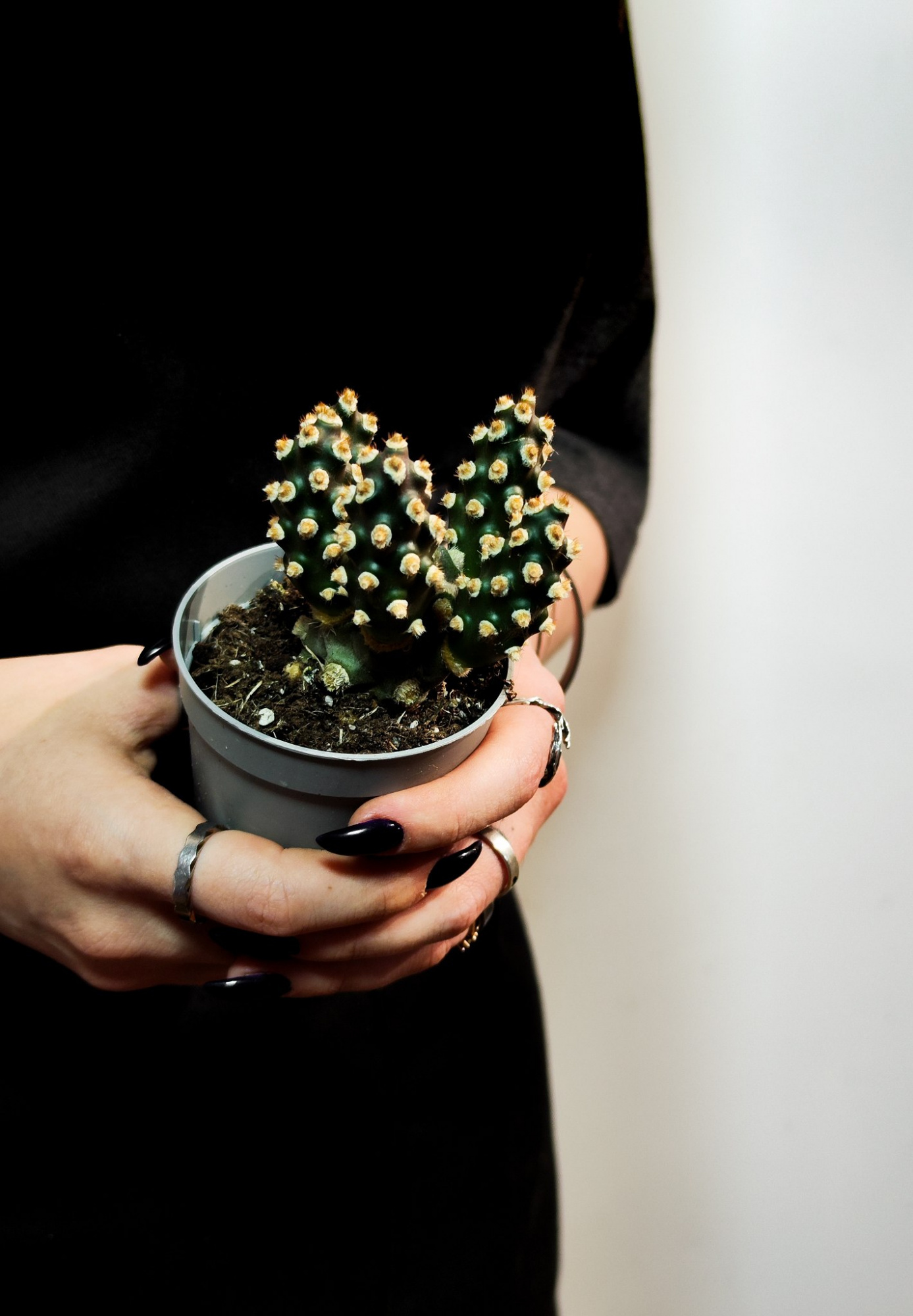 Тефрокактус Молинензис (Tephrocactus Molinensis) D6,5см