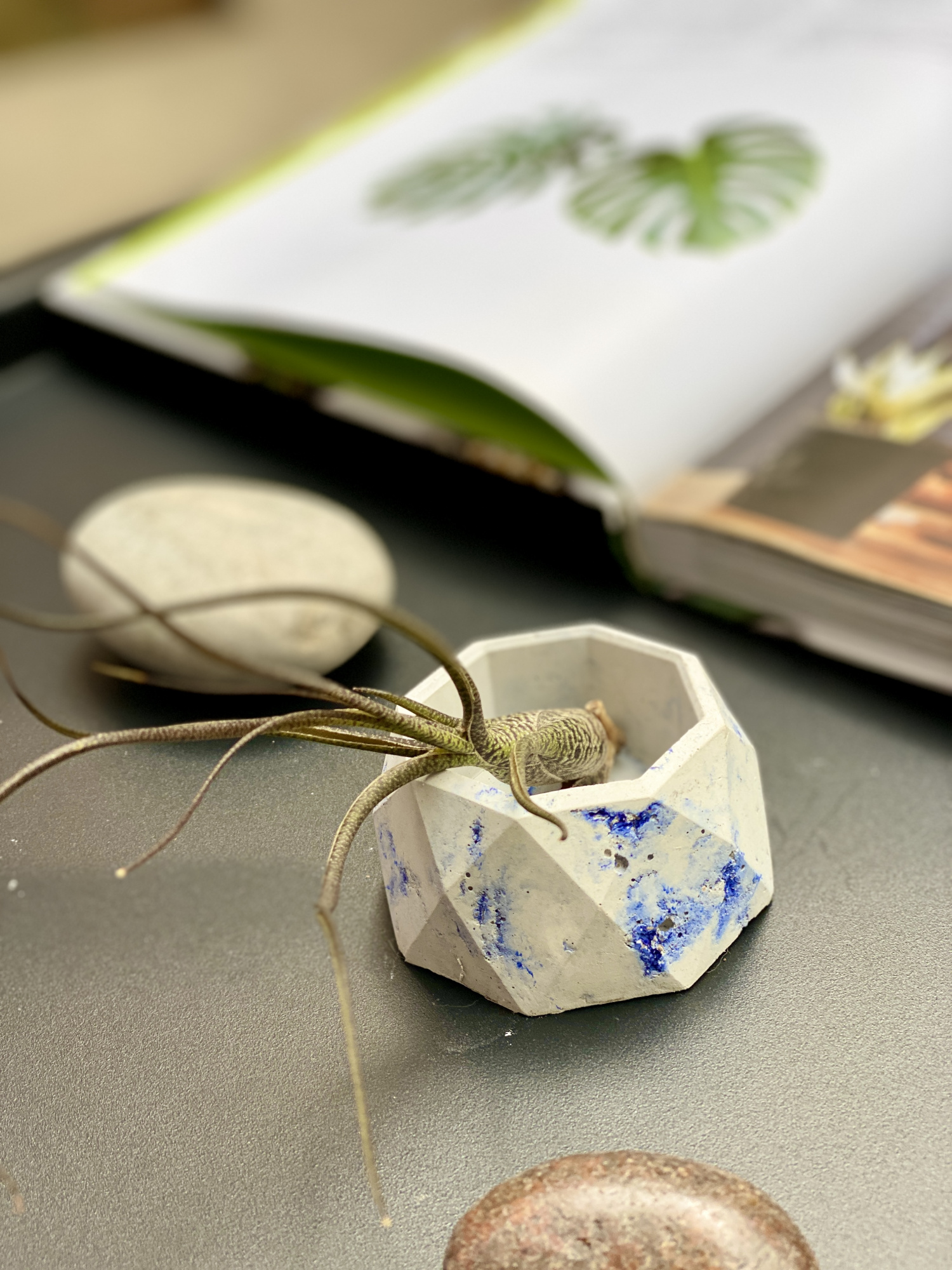 Тилландсия Бутзи (Tillandsia Butzii)