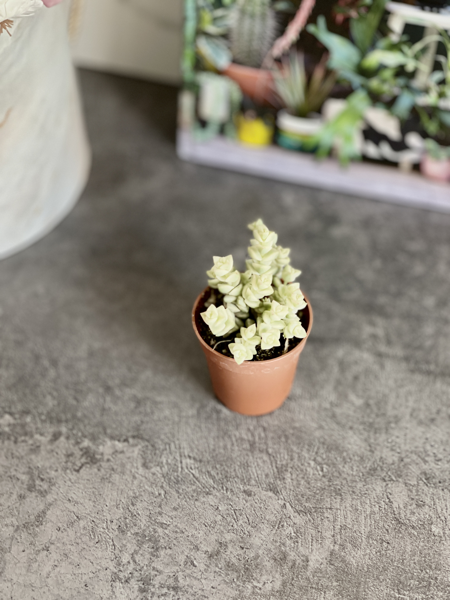 Крассула Том Тумб Вариегатный (Crassula Tom Thub Variegata) D5см