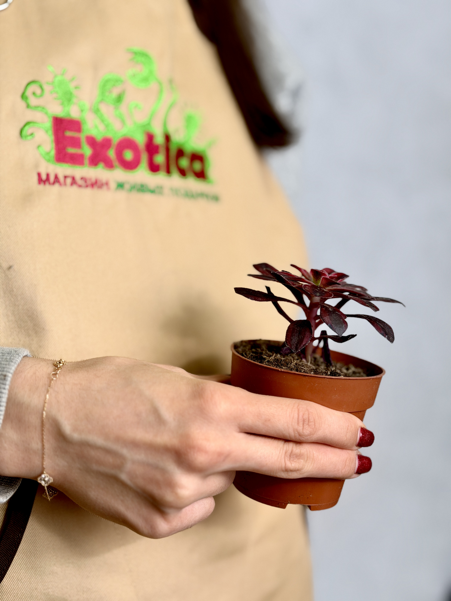 Эониум Медуза (Aeonium Medusa) D8,5см