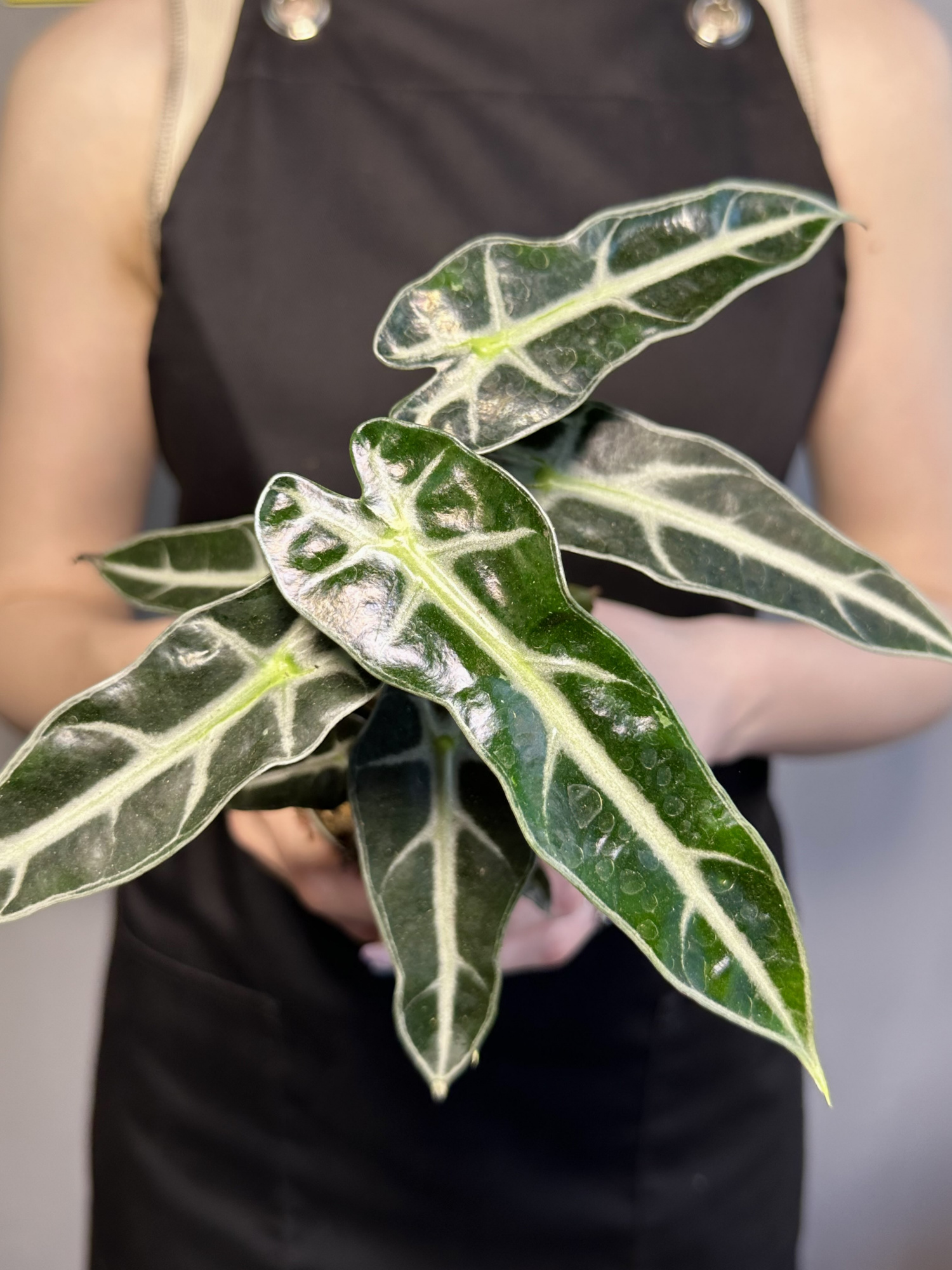 Алоказия Бамбино Эрроу (Alocasia Amazonica Bambino Arrow) D9см