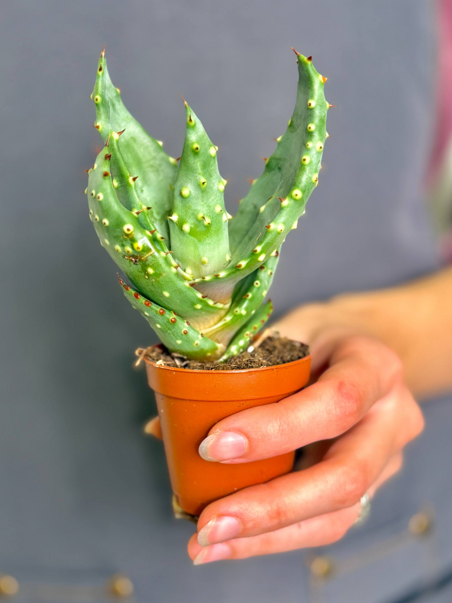 Алоэ булавоцветковое, или Алоэ Клавифлора (Aloe Claviflora) D5см