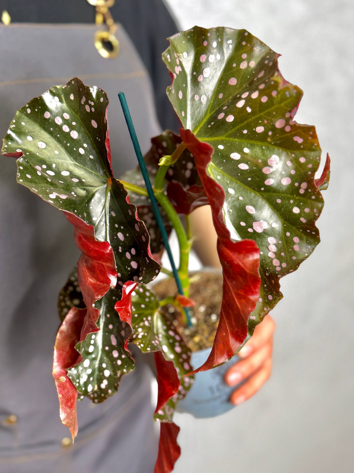 Бегония Краклин Рози (Begonia Cracklin Rosie) D12см