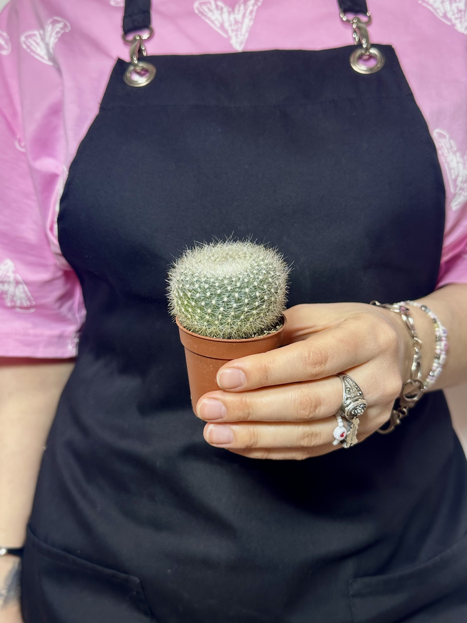 Нотокактус Хазельберга (Notocactus Hasselbergii) D5см