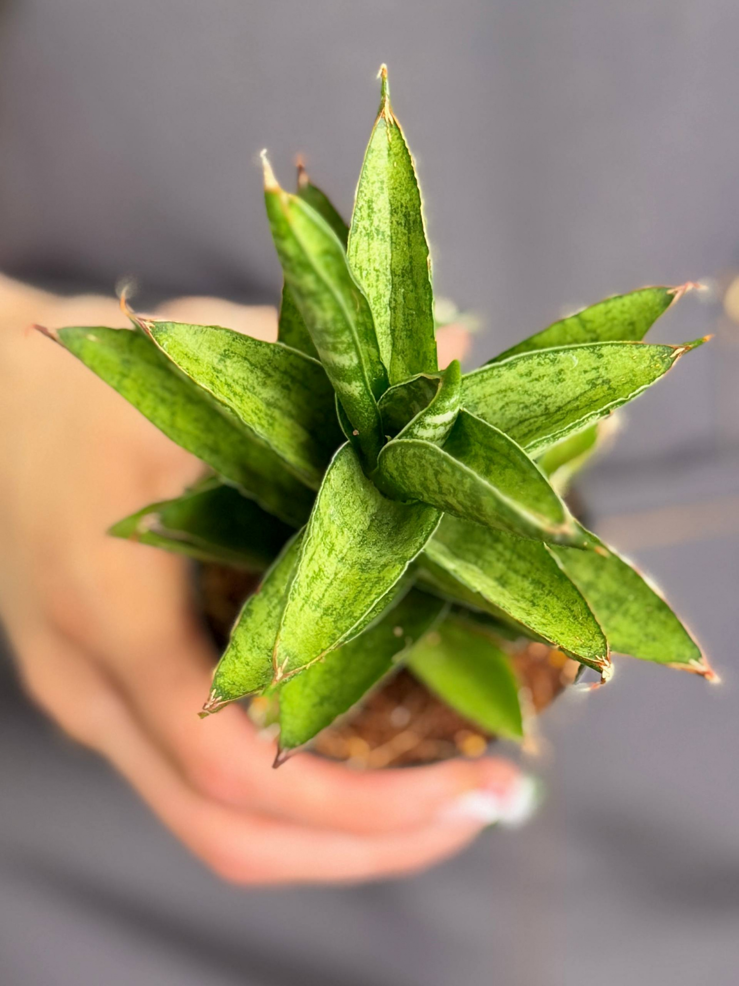 Сансевиерия Цилиндрическая Старшутер (Sansevieria Cylindrica Starshooter) D7см