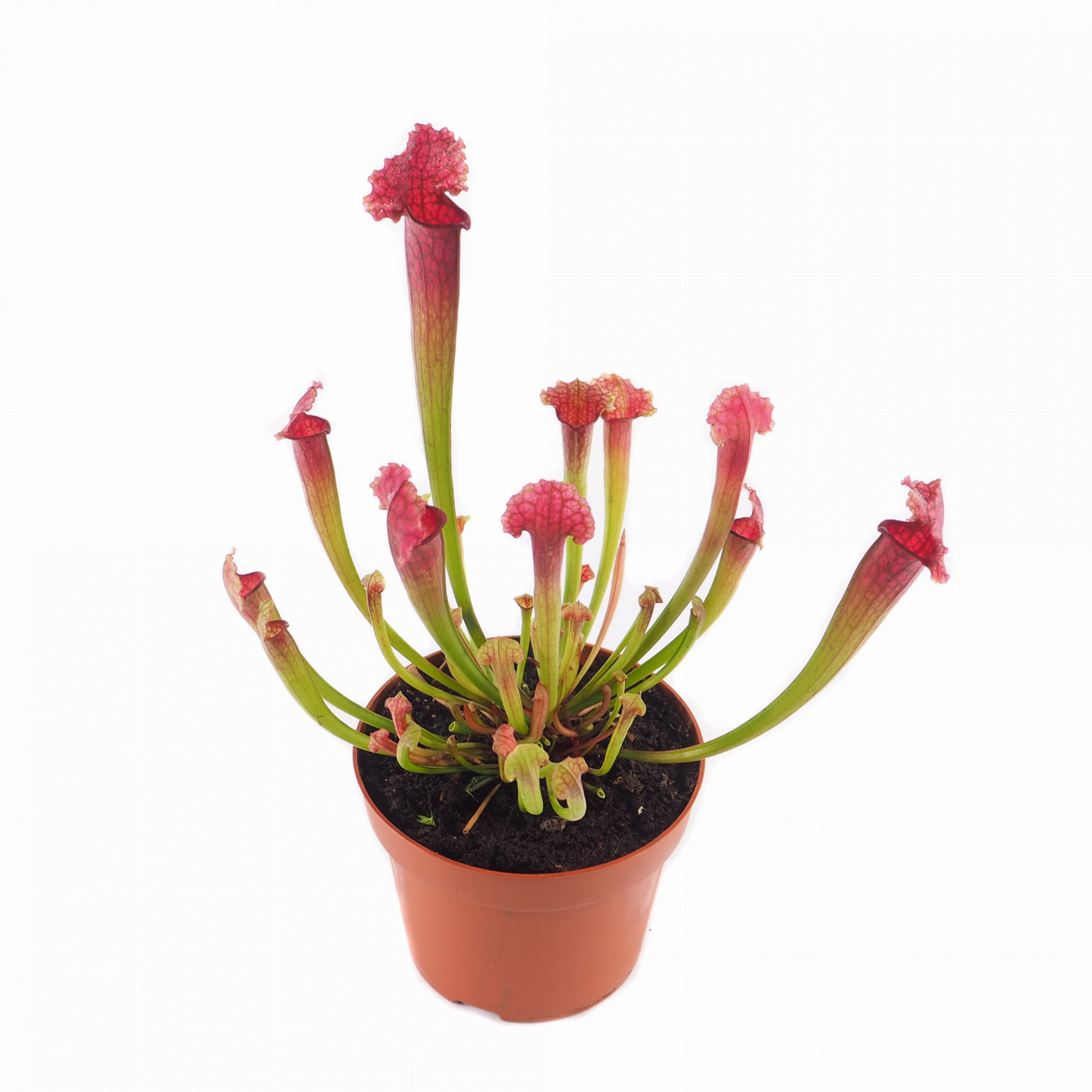 Саррацения Сопера (Sarracenia Juthatip Soper) D9см