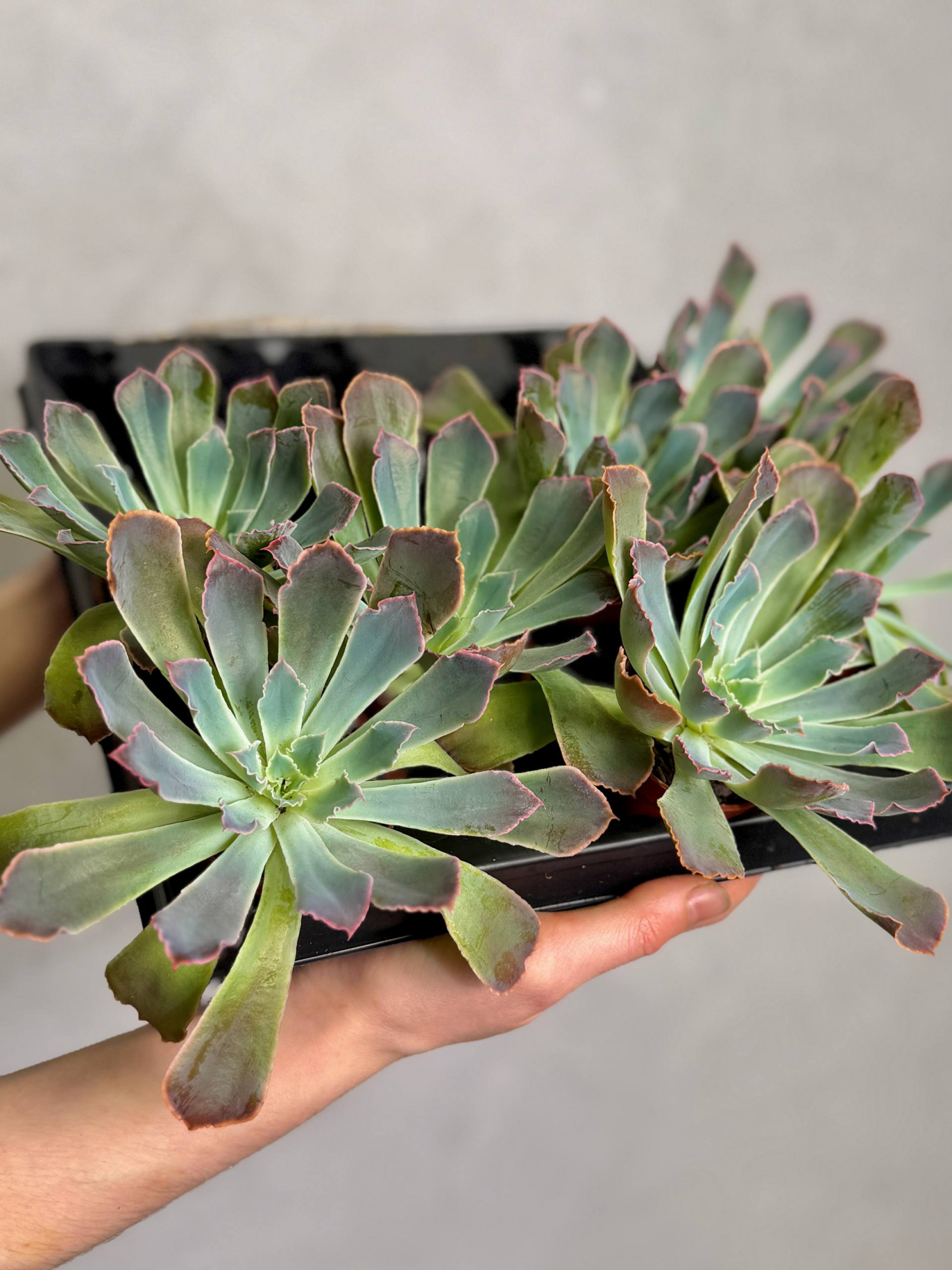 Эхеверия Неон Брейкерс (Echeveria Neon Breakers) D5см