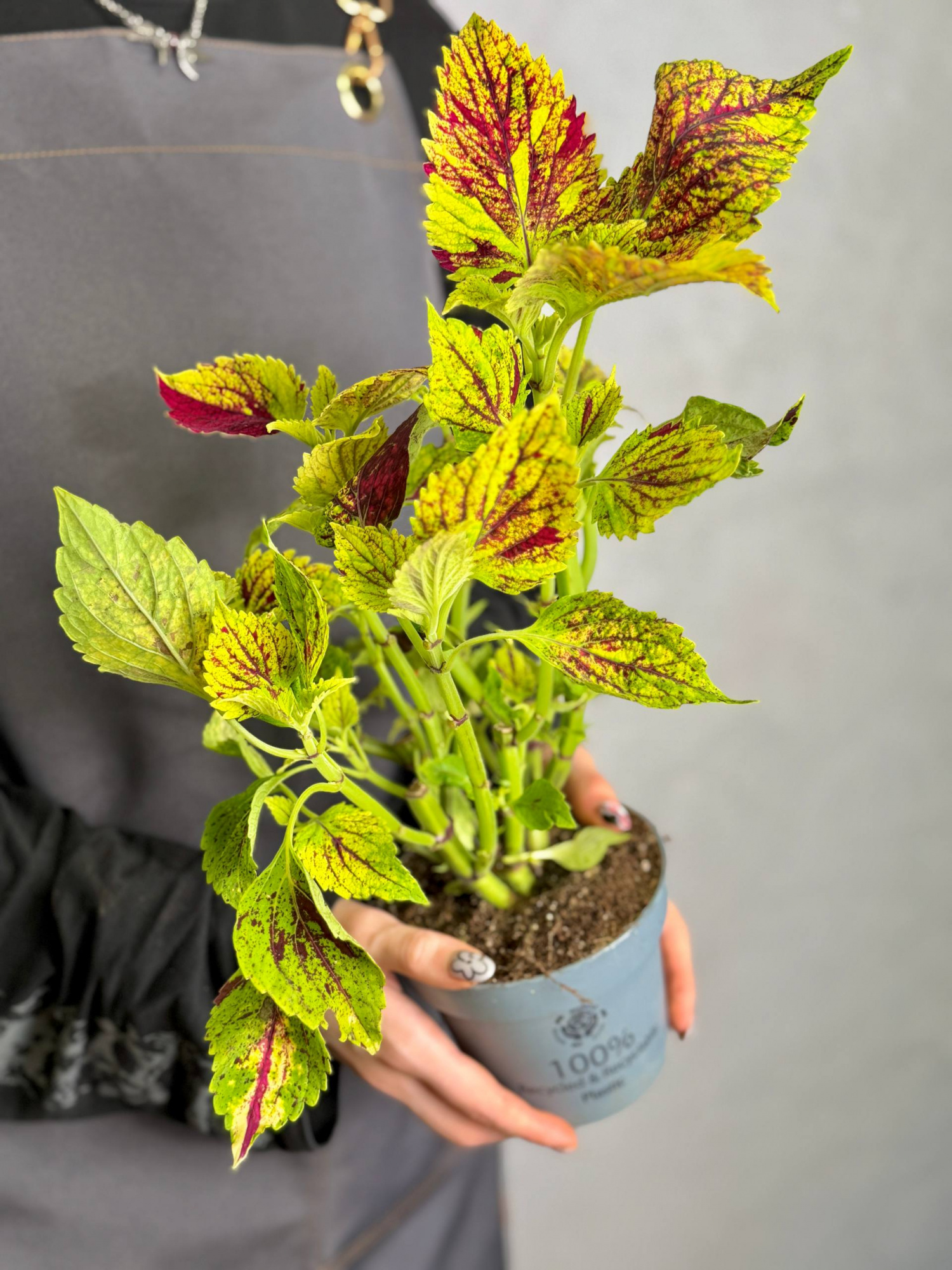 Колеус Мультиколор Циркон (Coleus Multicolor Zircon) D11см