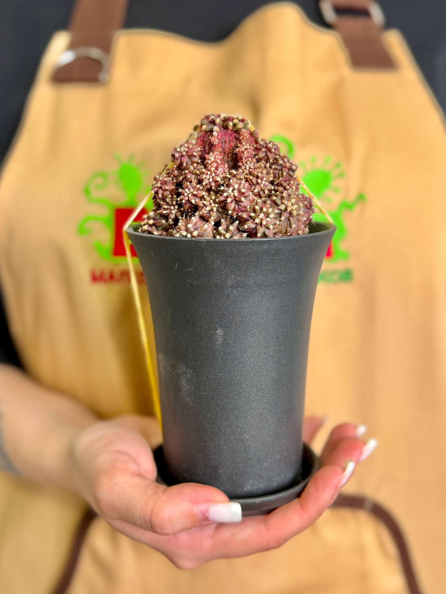 Гимнокалициум Михановича Ти-Рекс (Gymnocalycium Godji T-Rex) D10см