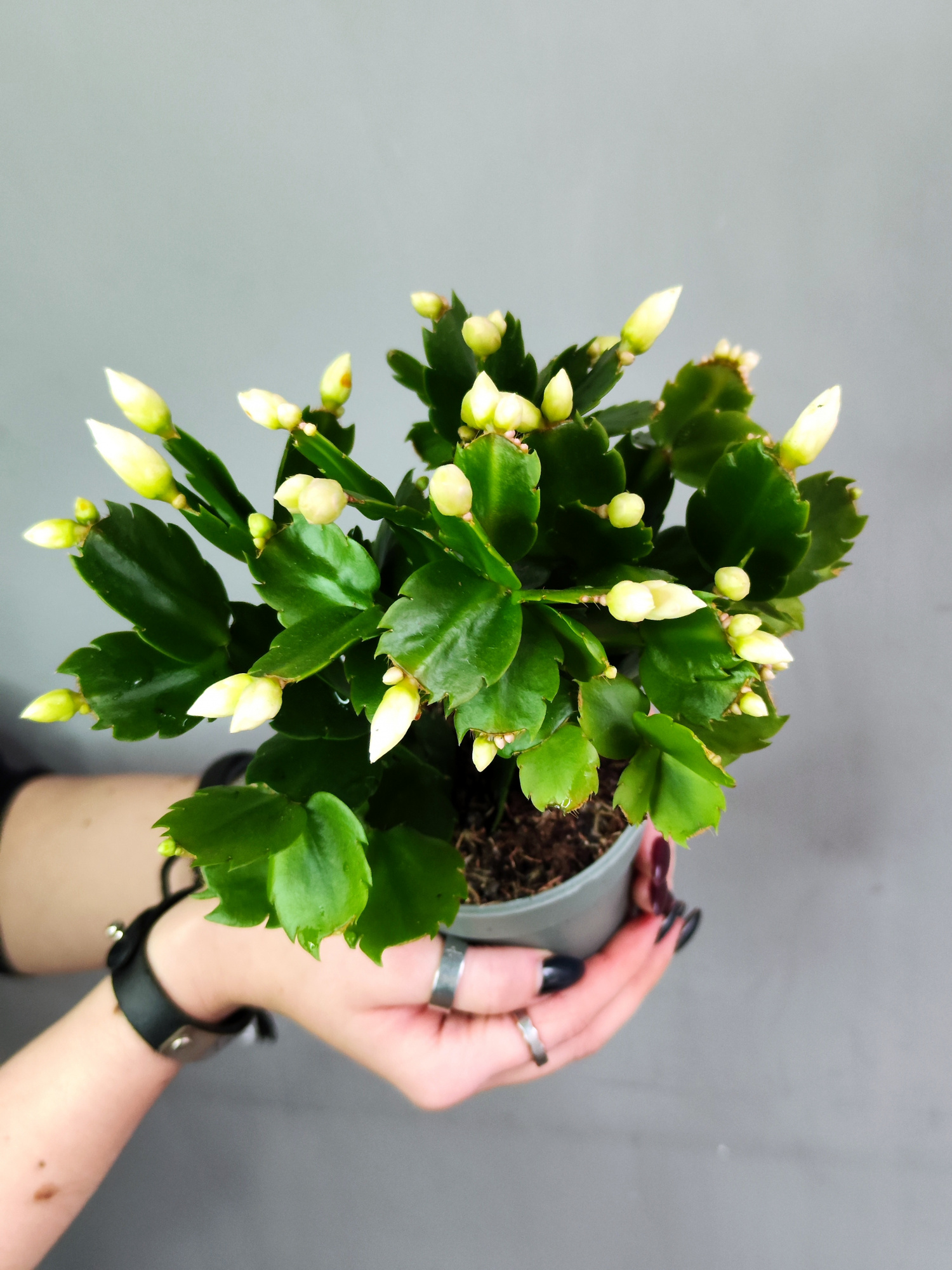 Декабрист Белый, или Шлюмбергера (Schlumbergera Tendenza White) D9см
