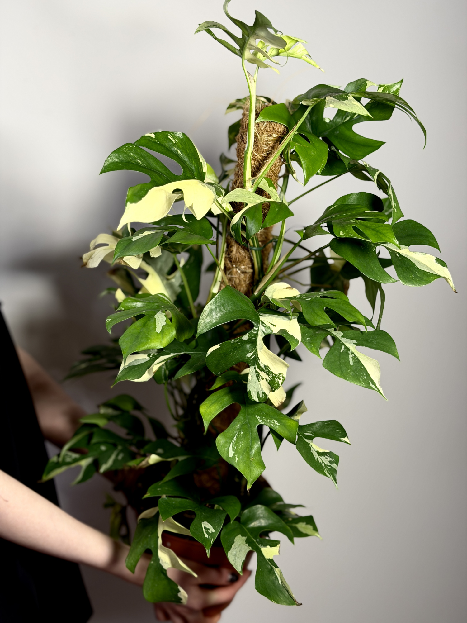 Монстера Рафидофора Тетрасперма Вариегатная (Rhaphidophora Tetrasperma Variegata) D17см