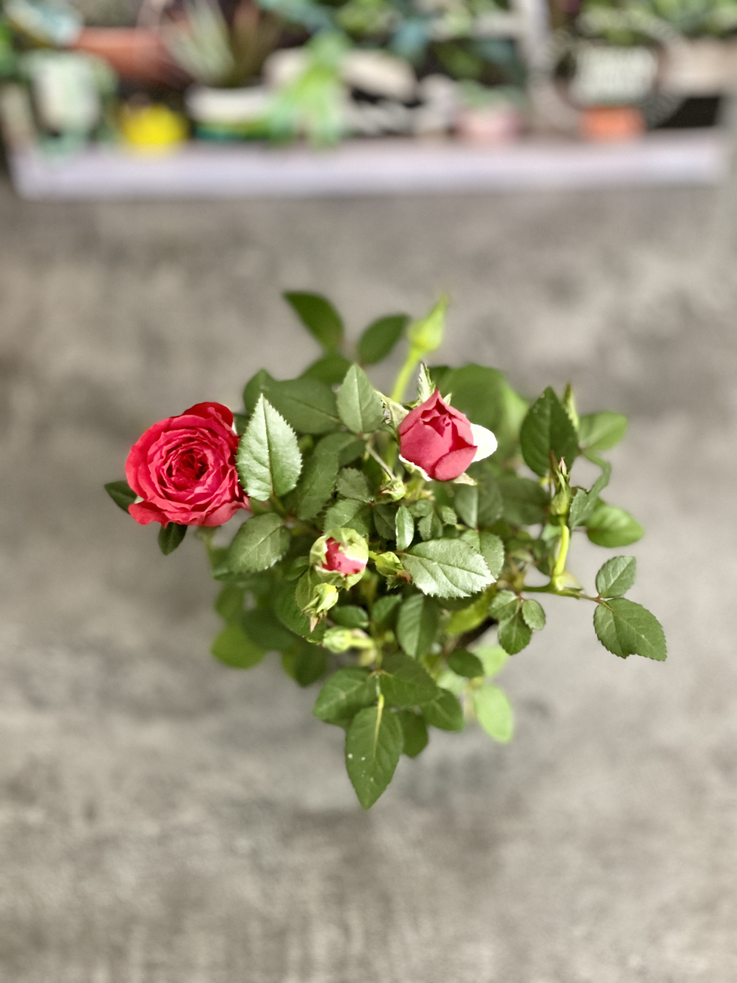 Роза Даника комнатная красная (Rosa Danica "Red") D6см