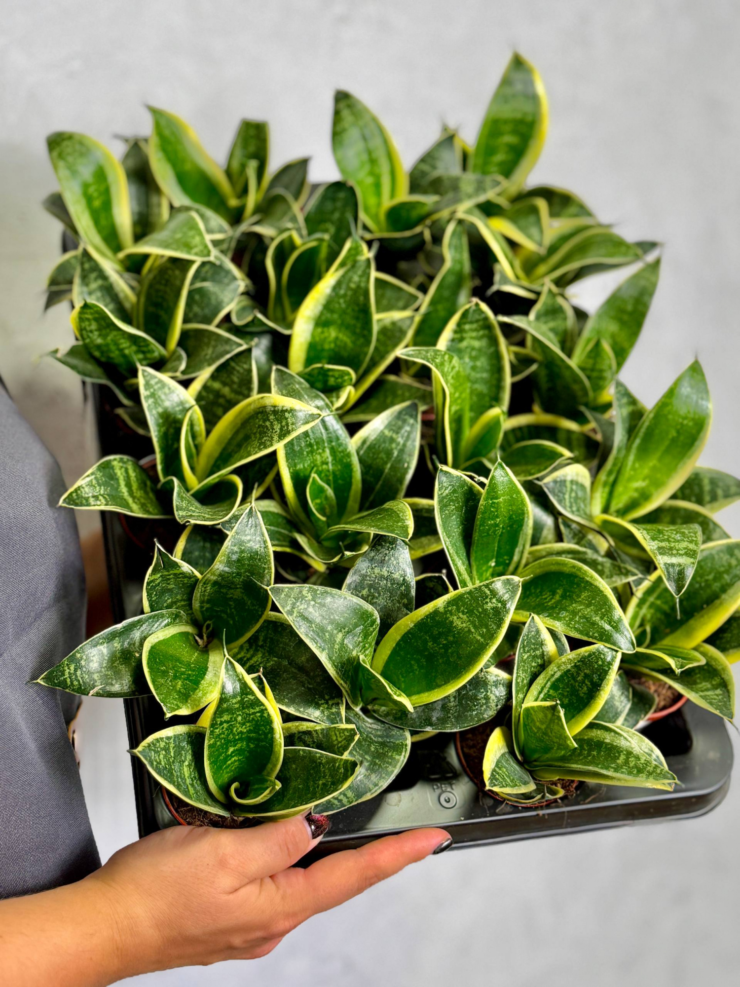 Сансевиерия Ханни Глимеринг Стар (Sansevieria Hahnii Glimmering Star) D6см