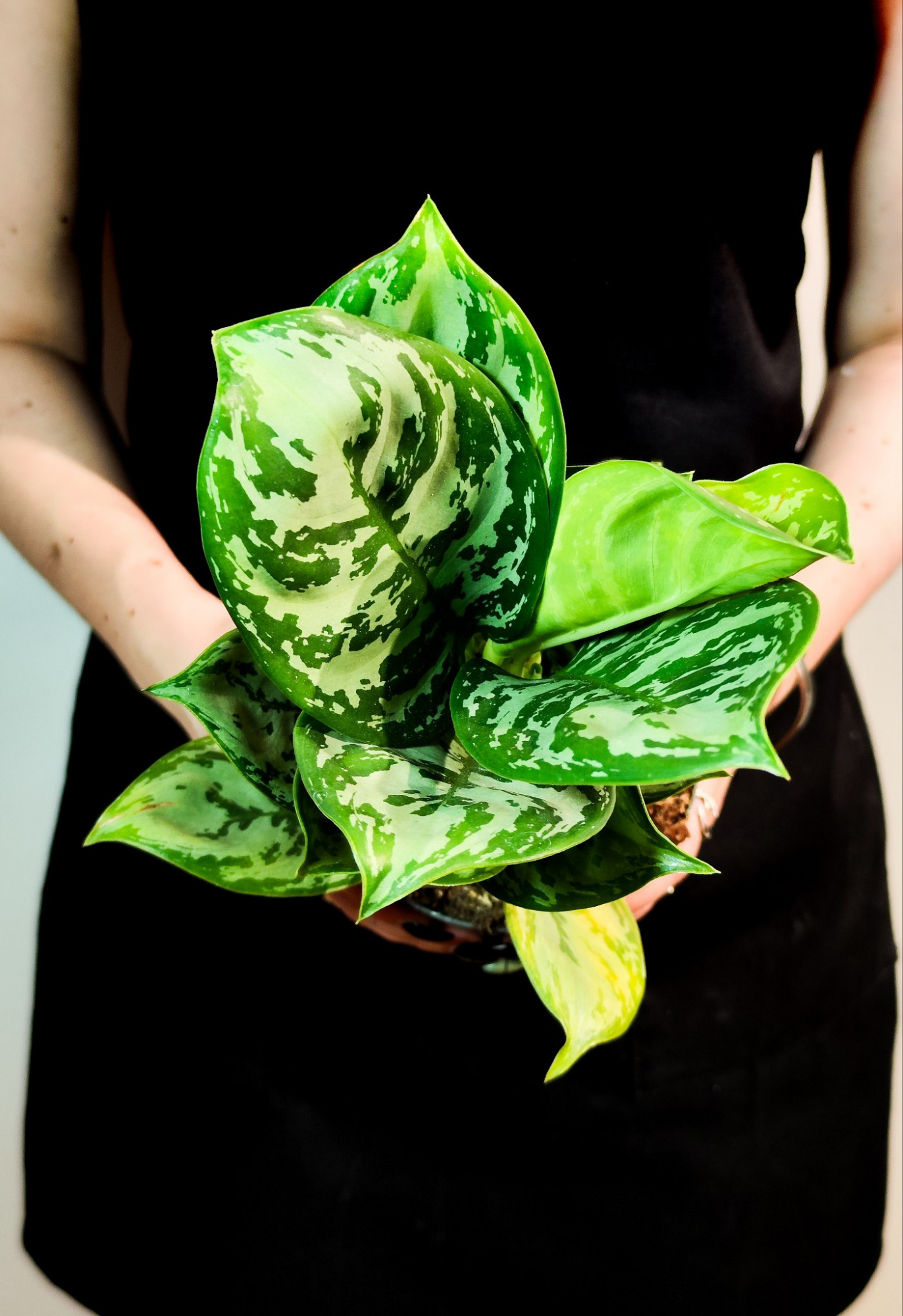 Аглаонема Джангл Сильвер (Aglaonema Jungle Silver) D12см