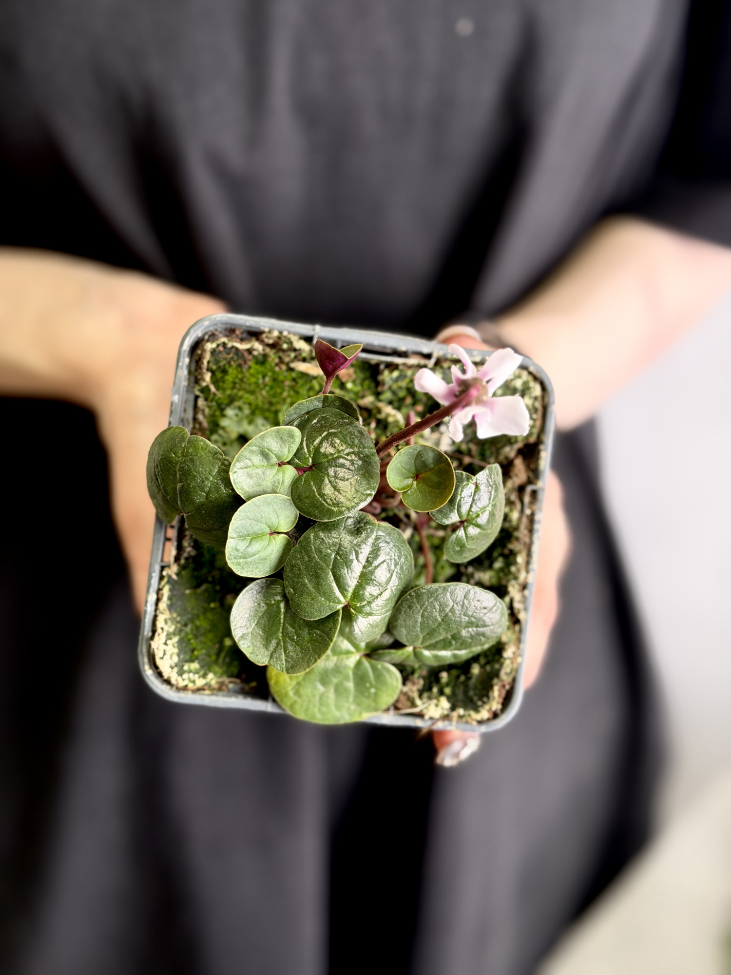 Цикламен Косский Роуз (Cyclamen Coum Rose) D8см