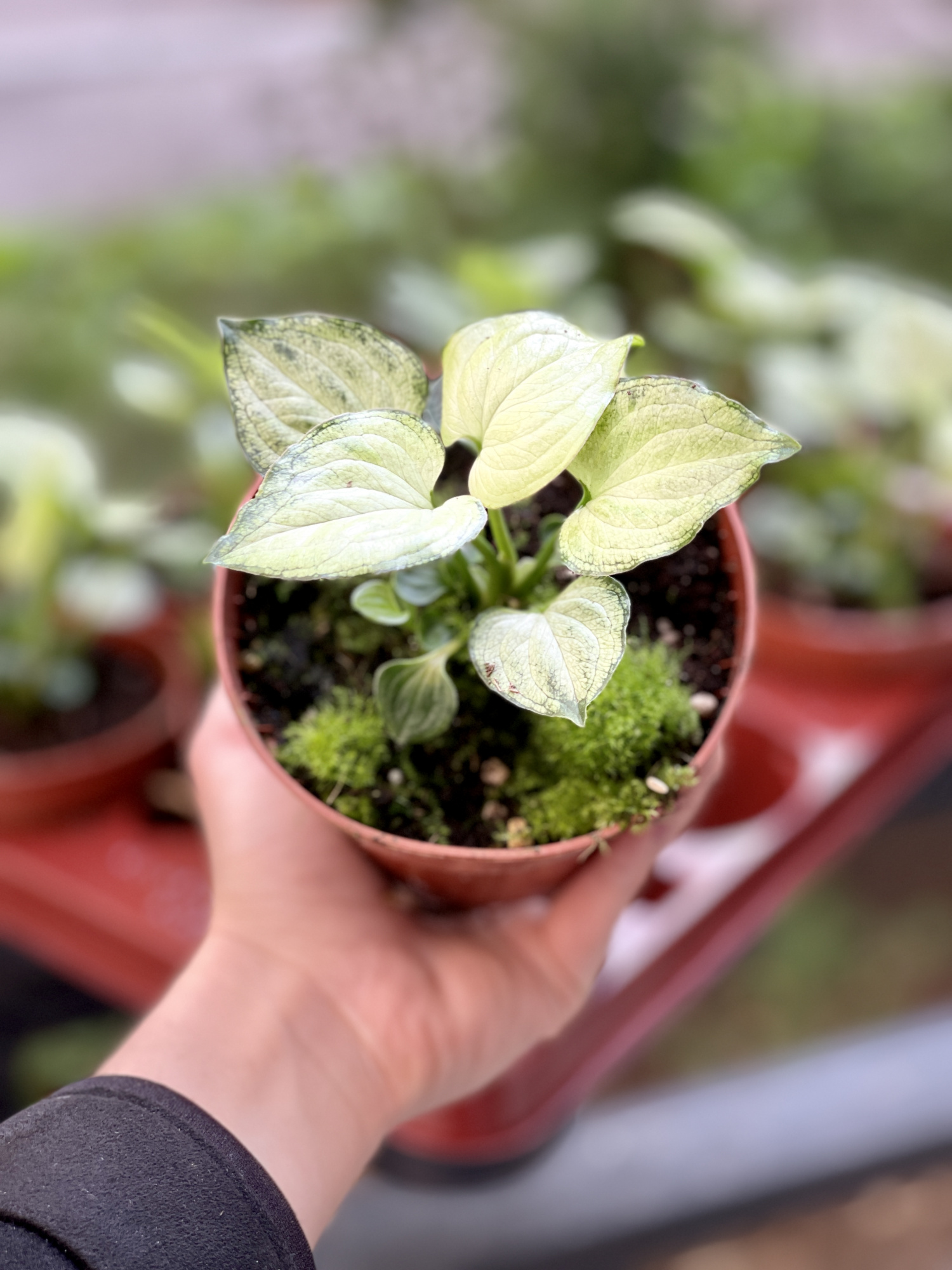 Сингониум Мышиные Ушки (Syngonium Mouse Ears) D10см
