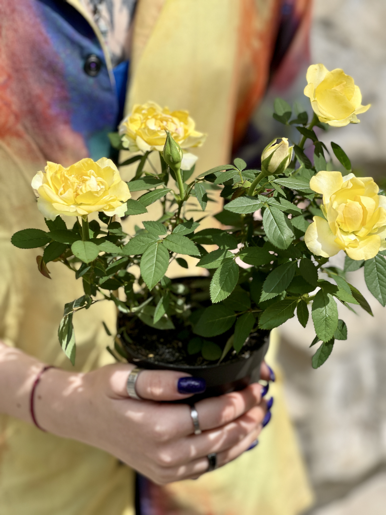Роза желтая комнатная (Rose Yellow) D9см