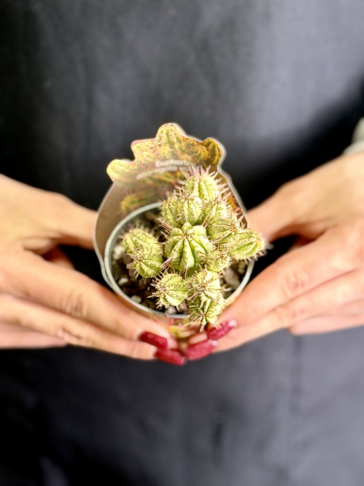Эуфорбия Аггрегата Вариегата (Euphorbia Aggregata Variegata) D6,5см