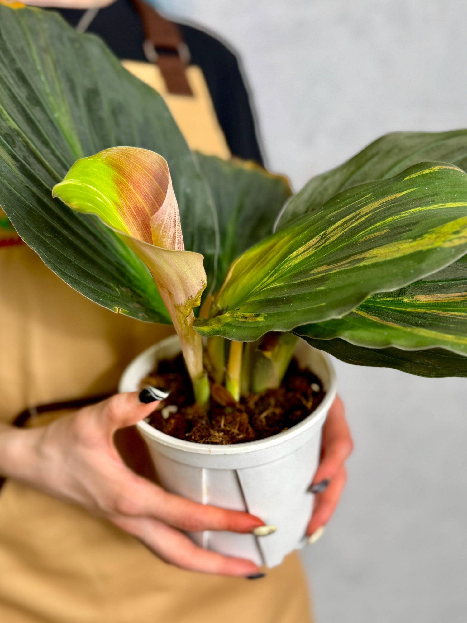 Кемпферия Вариегатная Пинк Павлин (Kaempferia Pavo Pink Variegated) D13см