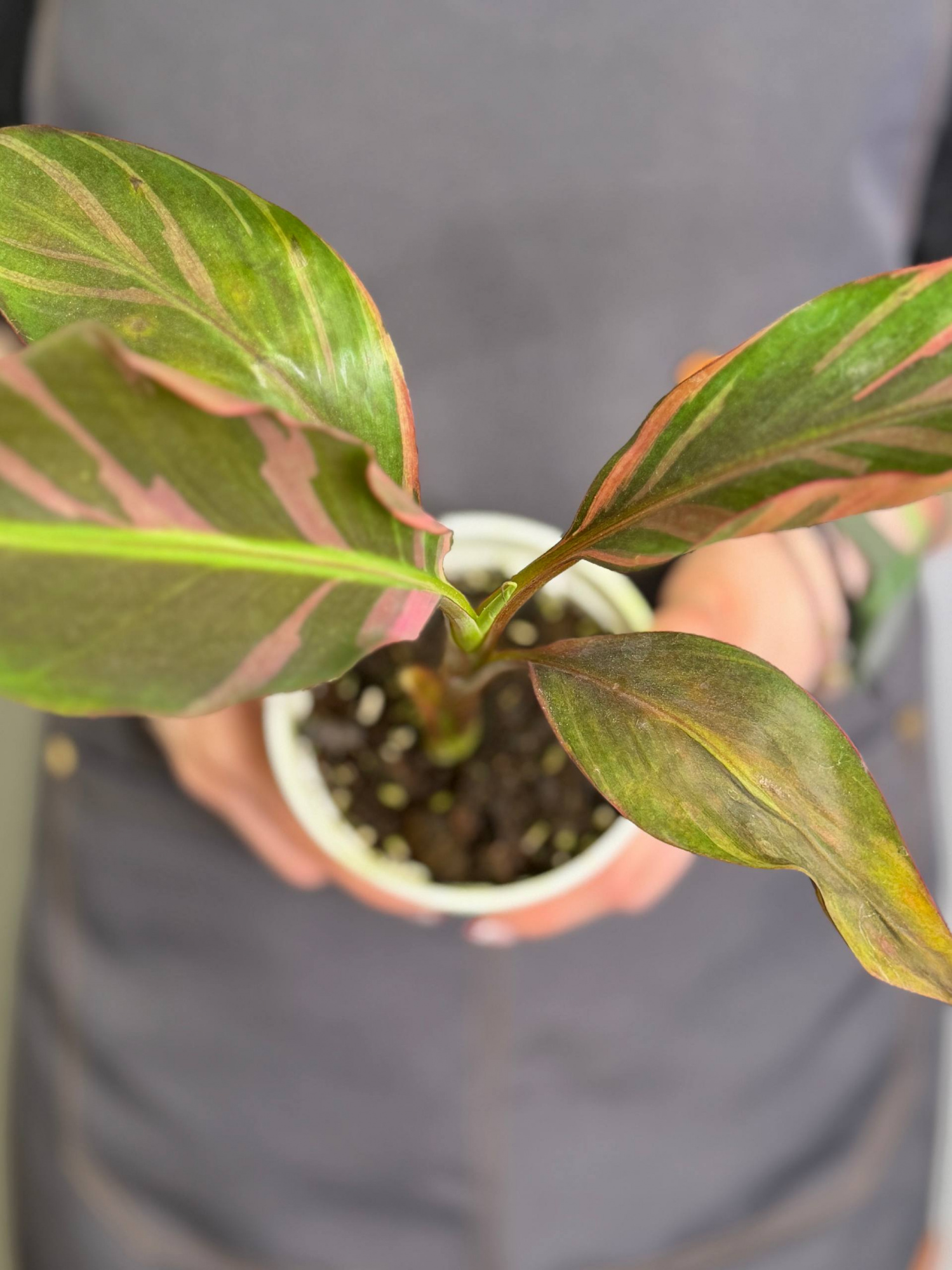 Розовый Вариегатный Банан Муса (Pink Variegated Banana Plant, Hybrid Musa) D11см