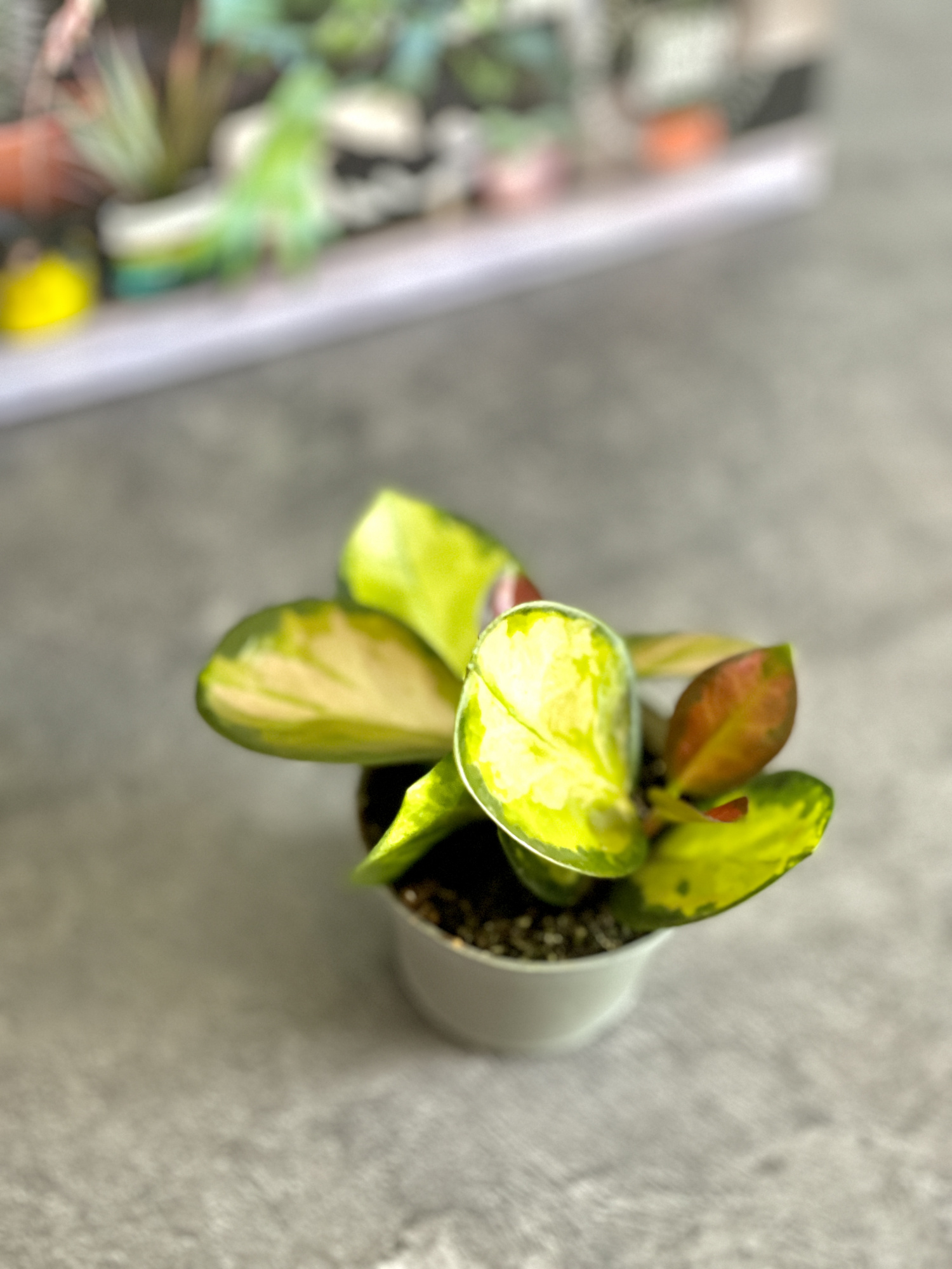 Хойя Лиза Аустралис (Hoya Australis Lisa) D6см