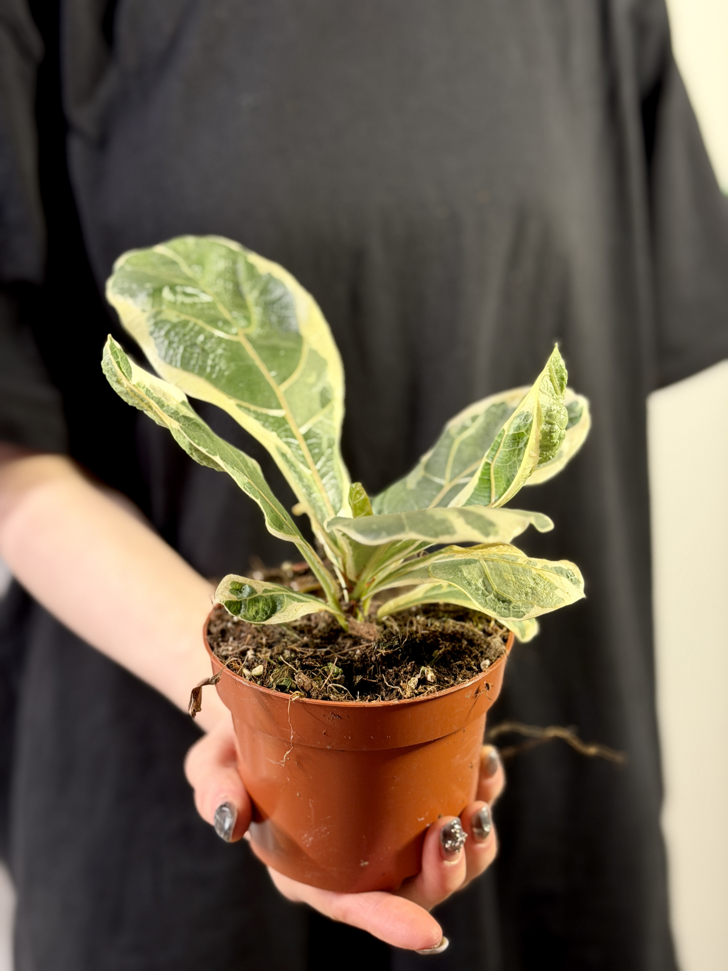 Фикус Лирата Вариегатная (Ficus Lyrata Variegata) 10см