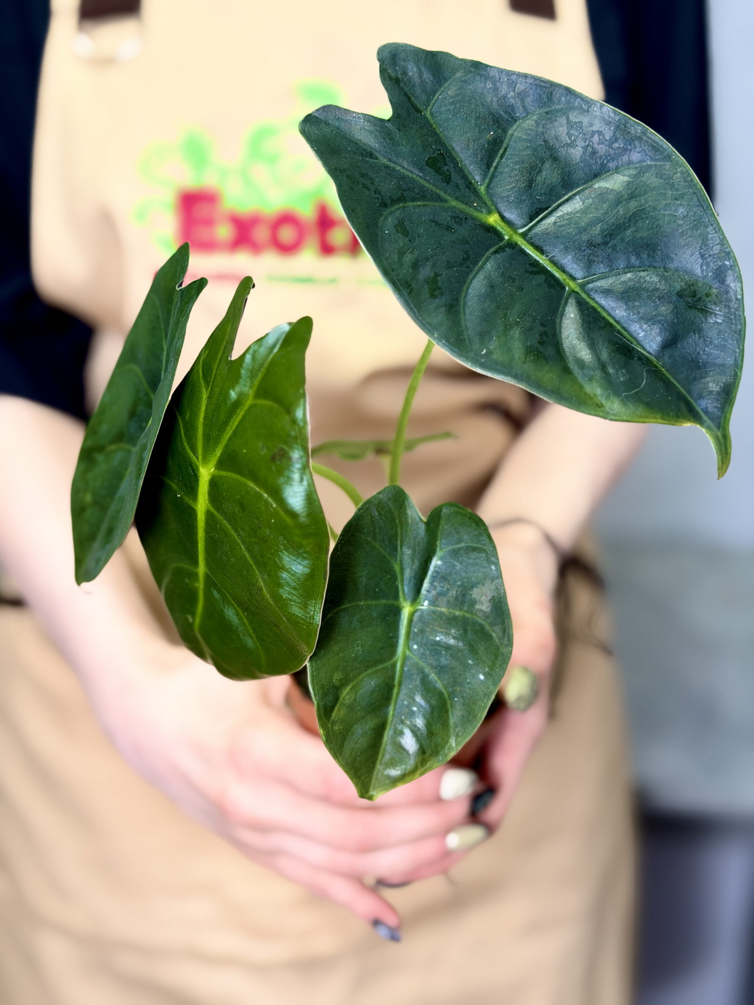 Алоказия Голден Бонни (Alocasia Golden Bone) D8см