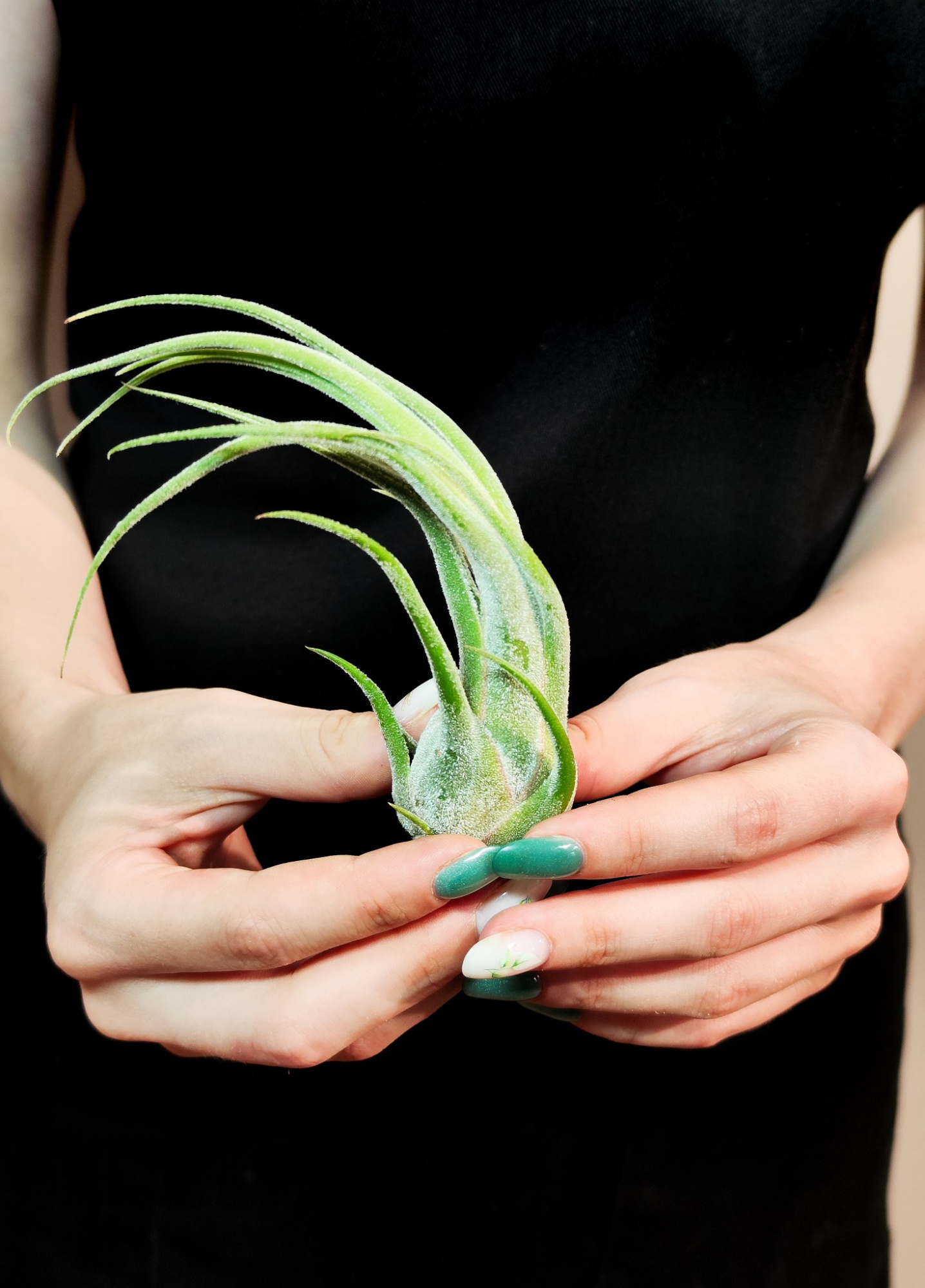 Тилландсия Селериана (Tillandsia Seleriana)
