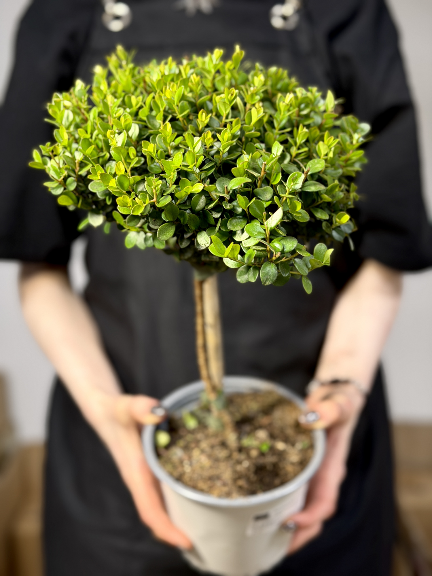 Мирсина Африканская (Myrsine Africana) D14см
