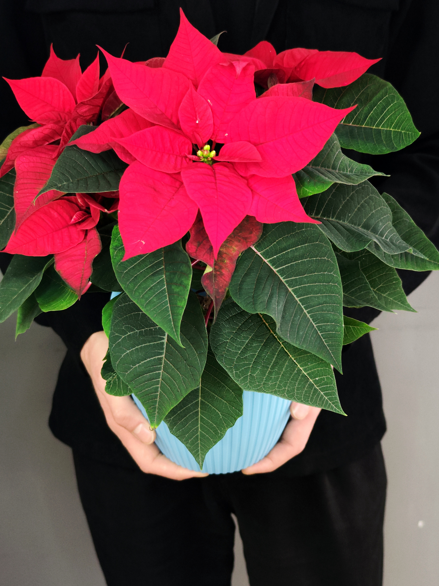 Пуансеттия Фрея Красная (Poinsettia Freya Red) Пересаженная D15см