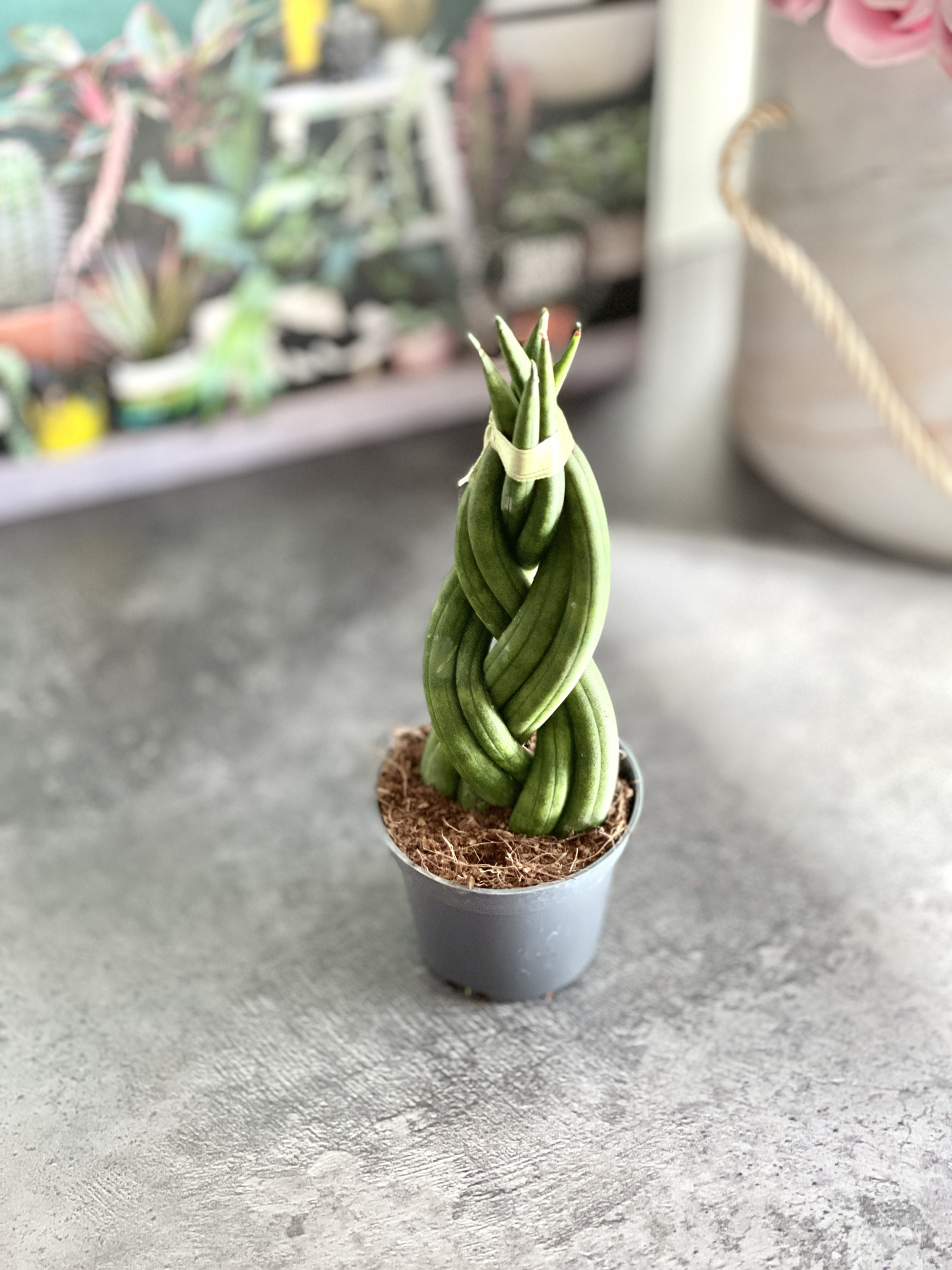 Сансевиерия Цилиндрическая Коса (Sansevieria Сylindrica Braid) D6см