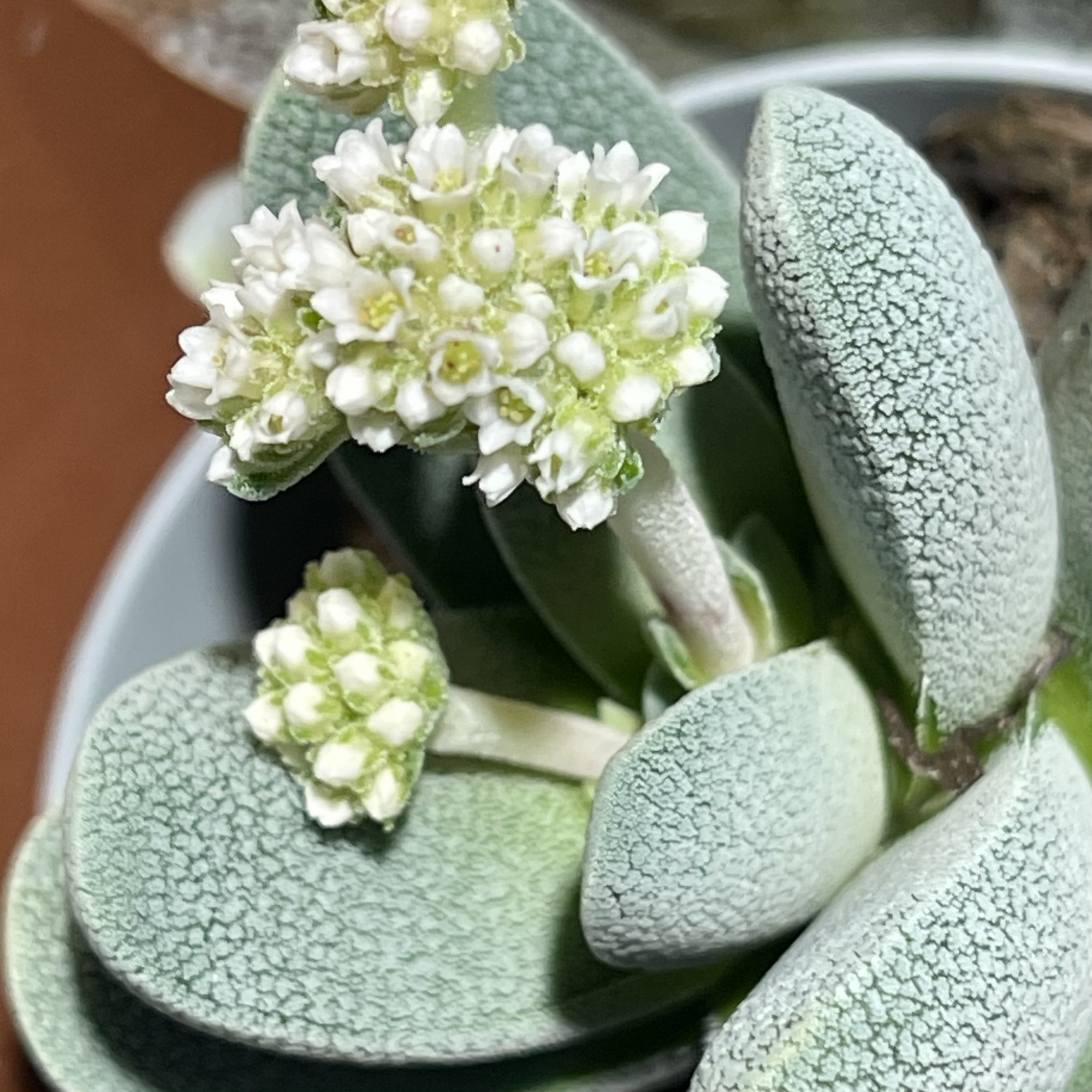 Крассула Текта (Crassula Tecta) D5см
