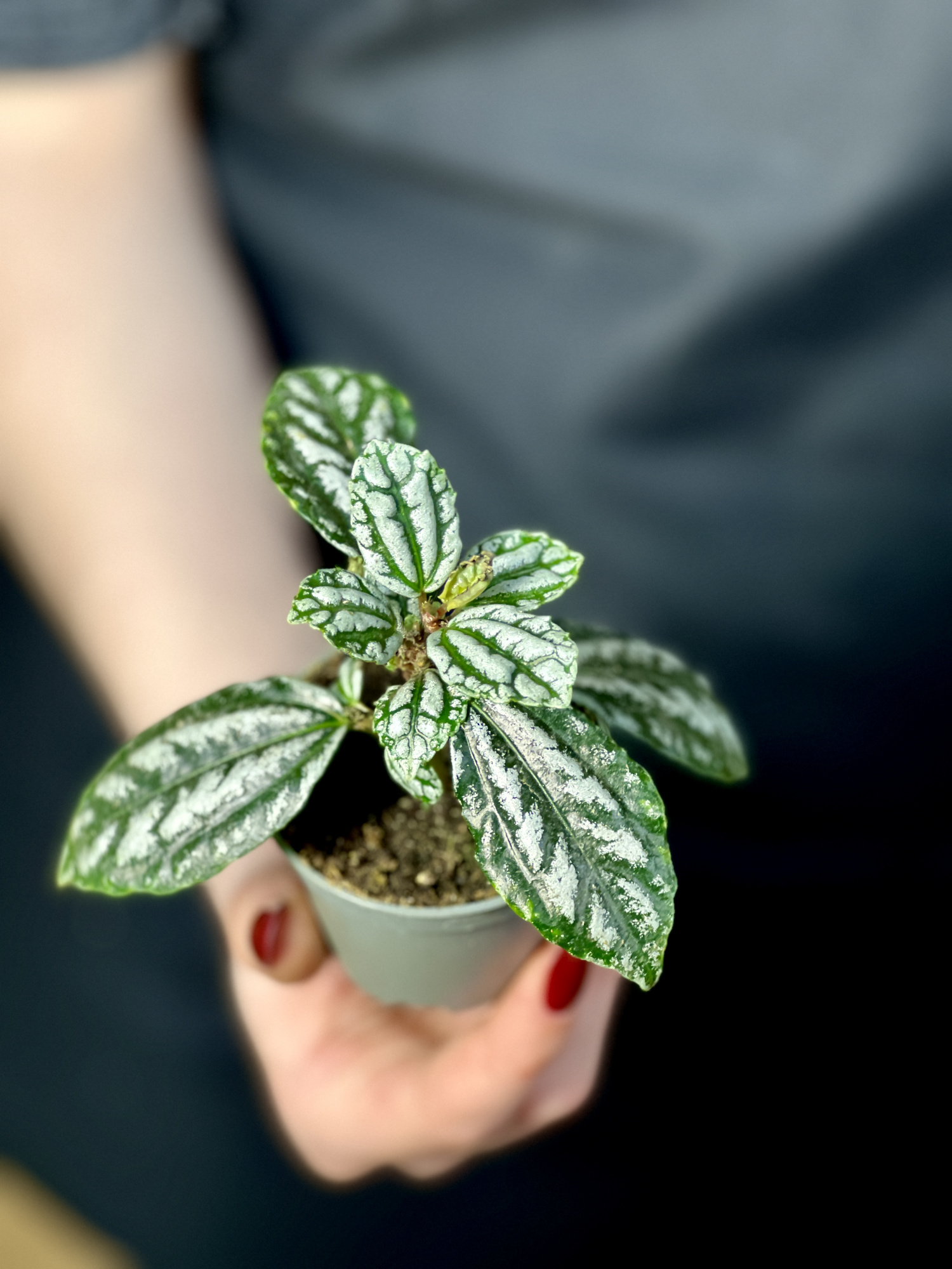 Пилея Арбузная Кадье (Pilea Cadierei) D6см