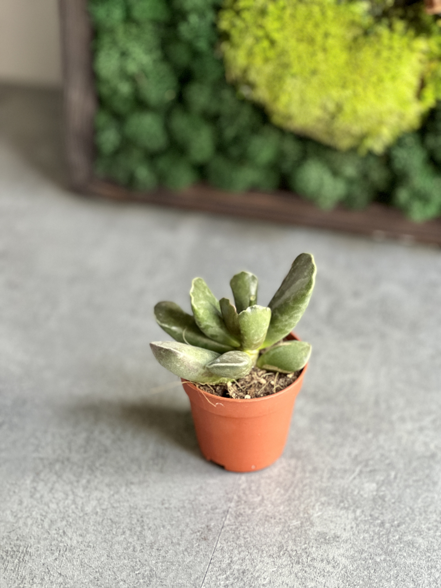 Адромискус Купера (Adromischus Cooperii) D5см