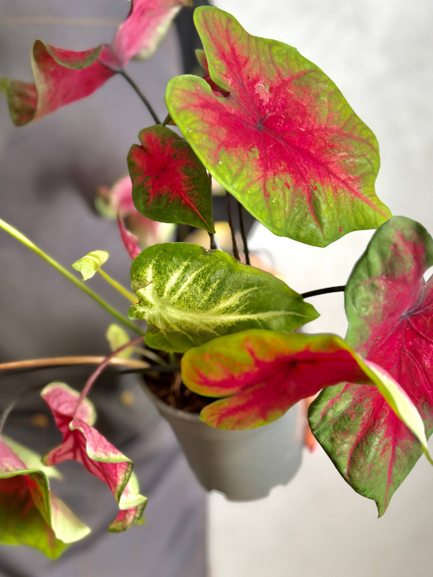 Каладиум Миксовый (Caladium Mix) D12см
