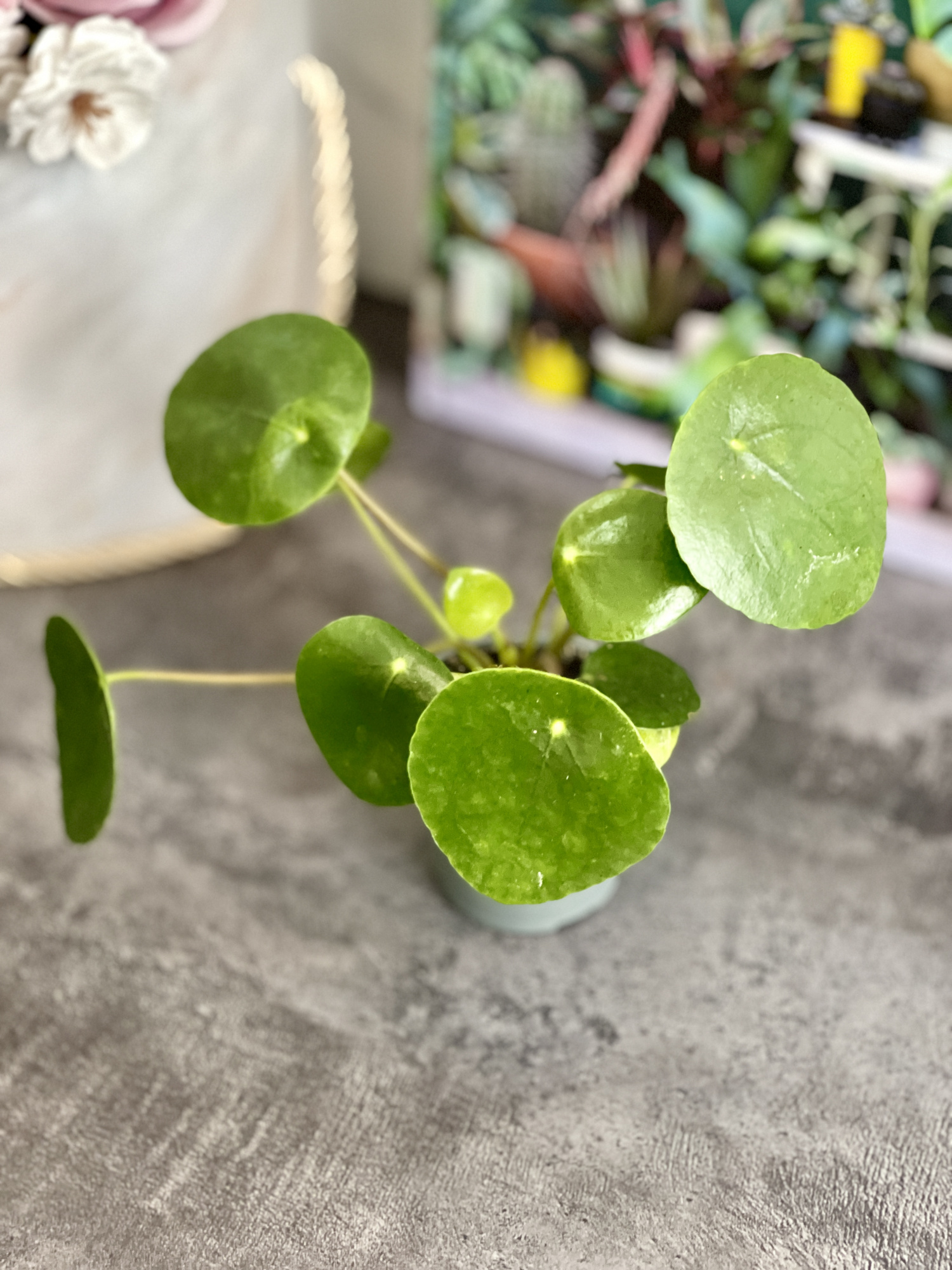 Пилея Пеперомиевидная (Pilea Peperomioides) D6см