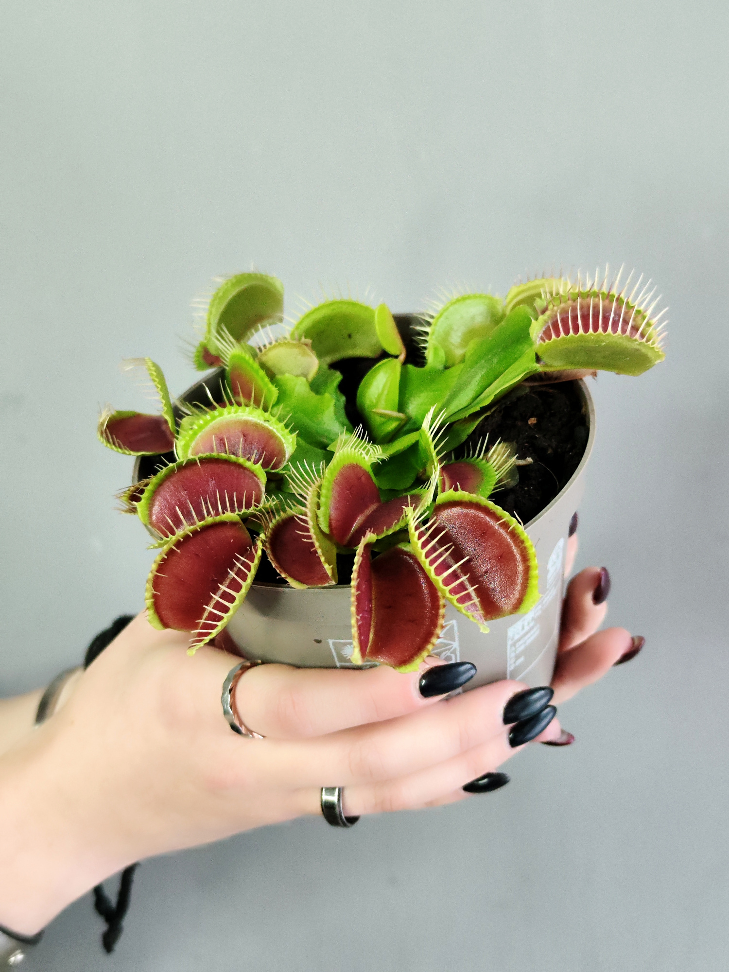 Венерина Мухоловка "Змей Горыныч" (Dionaea Muscipula) D12см