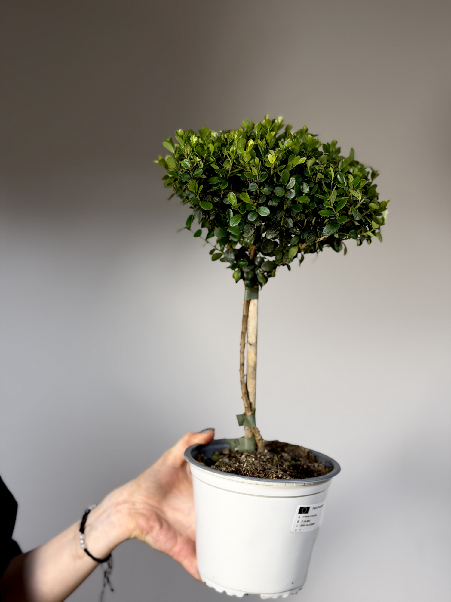 Мирсина Африканская (Myrsine Africana) D14см
